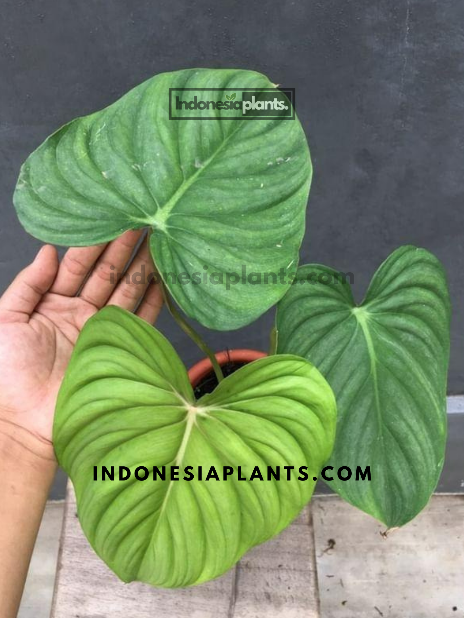 indonesia philodendron Philodendron Confident