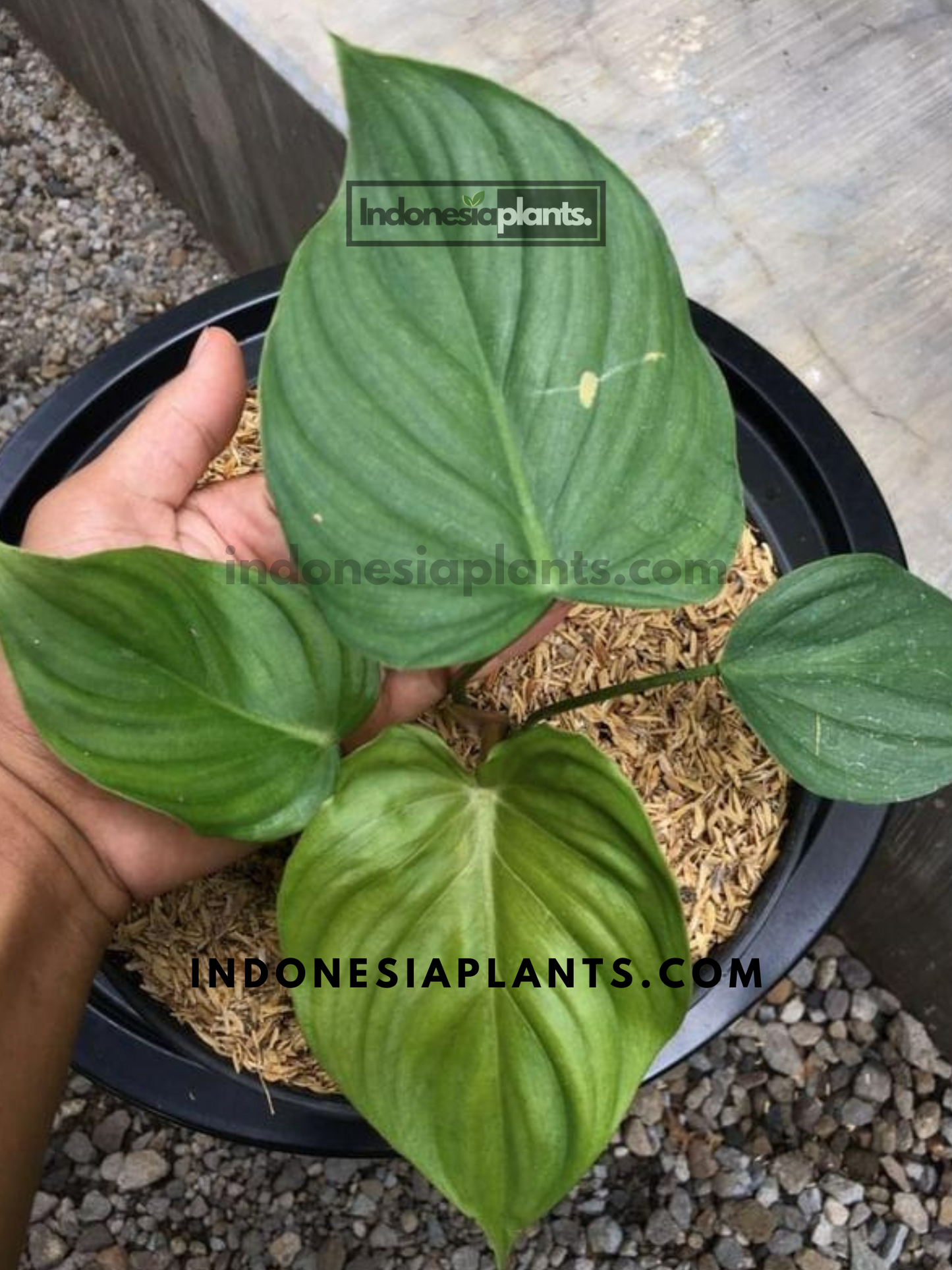 Philodendron Confident