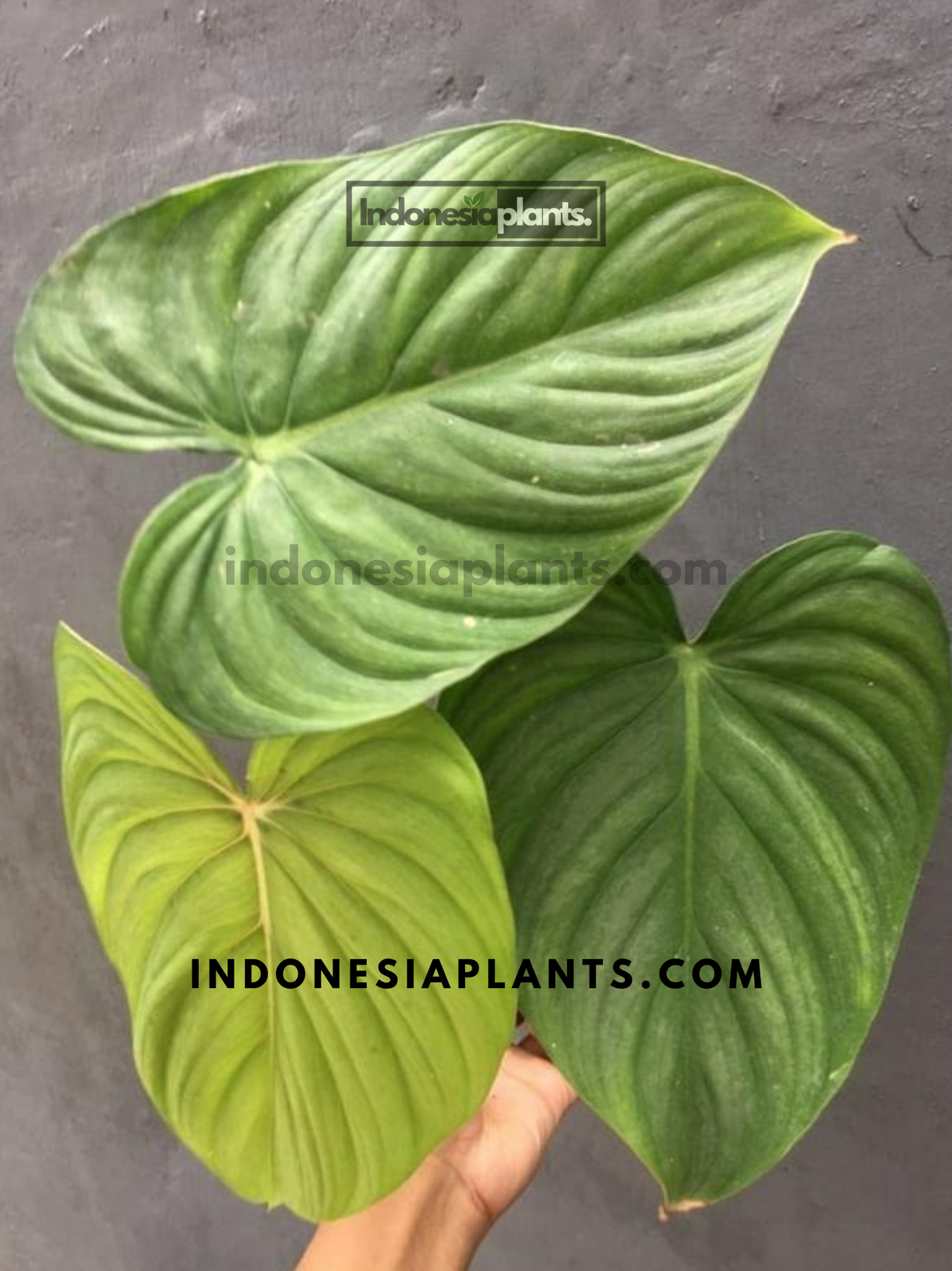 Philodendron Confident