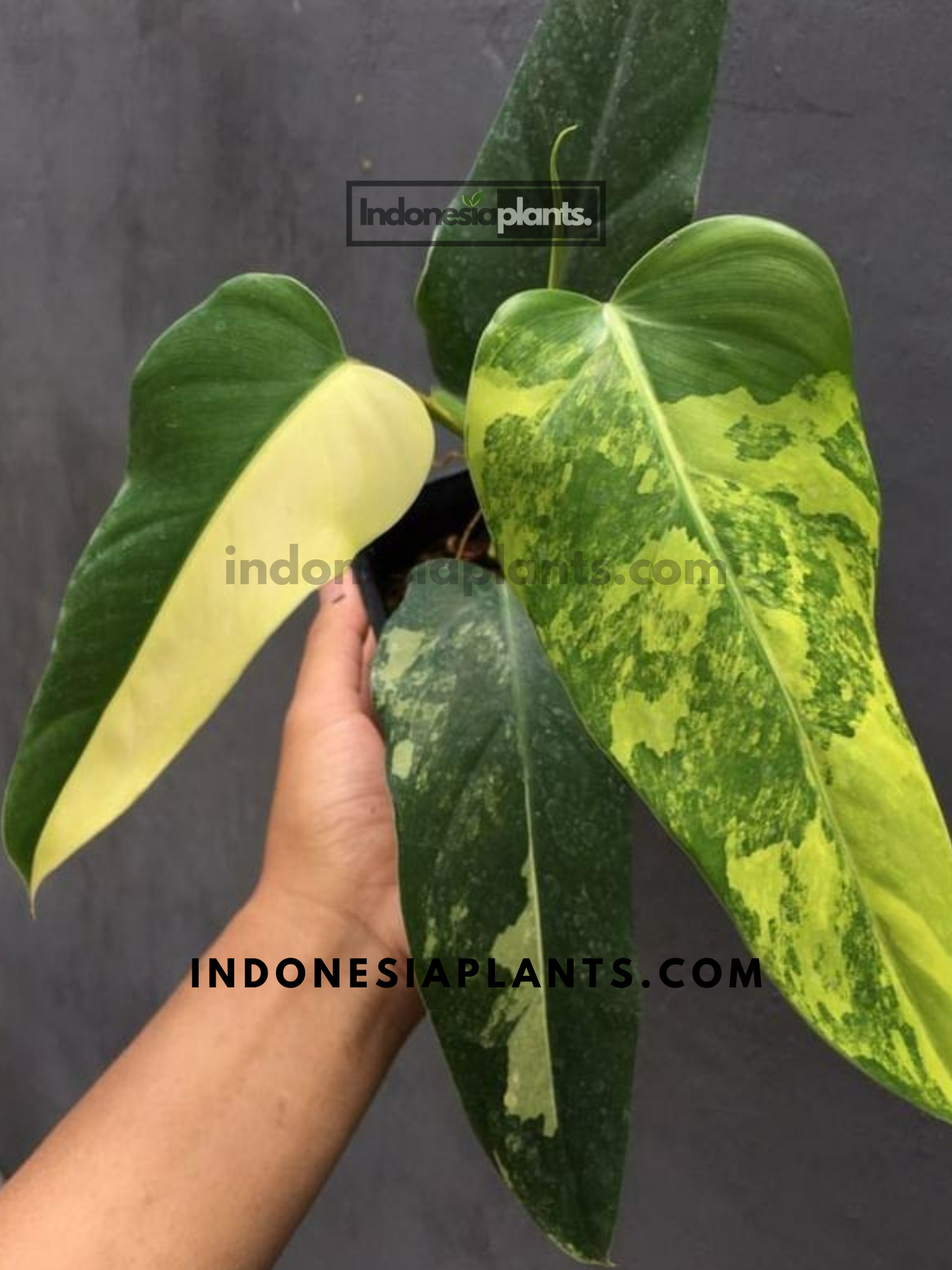 Philodendron Domesticum Variegated