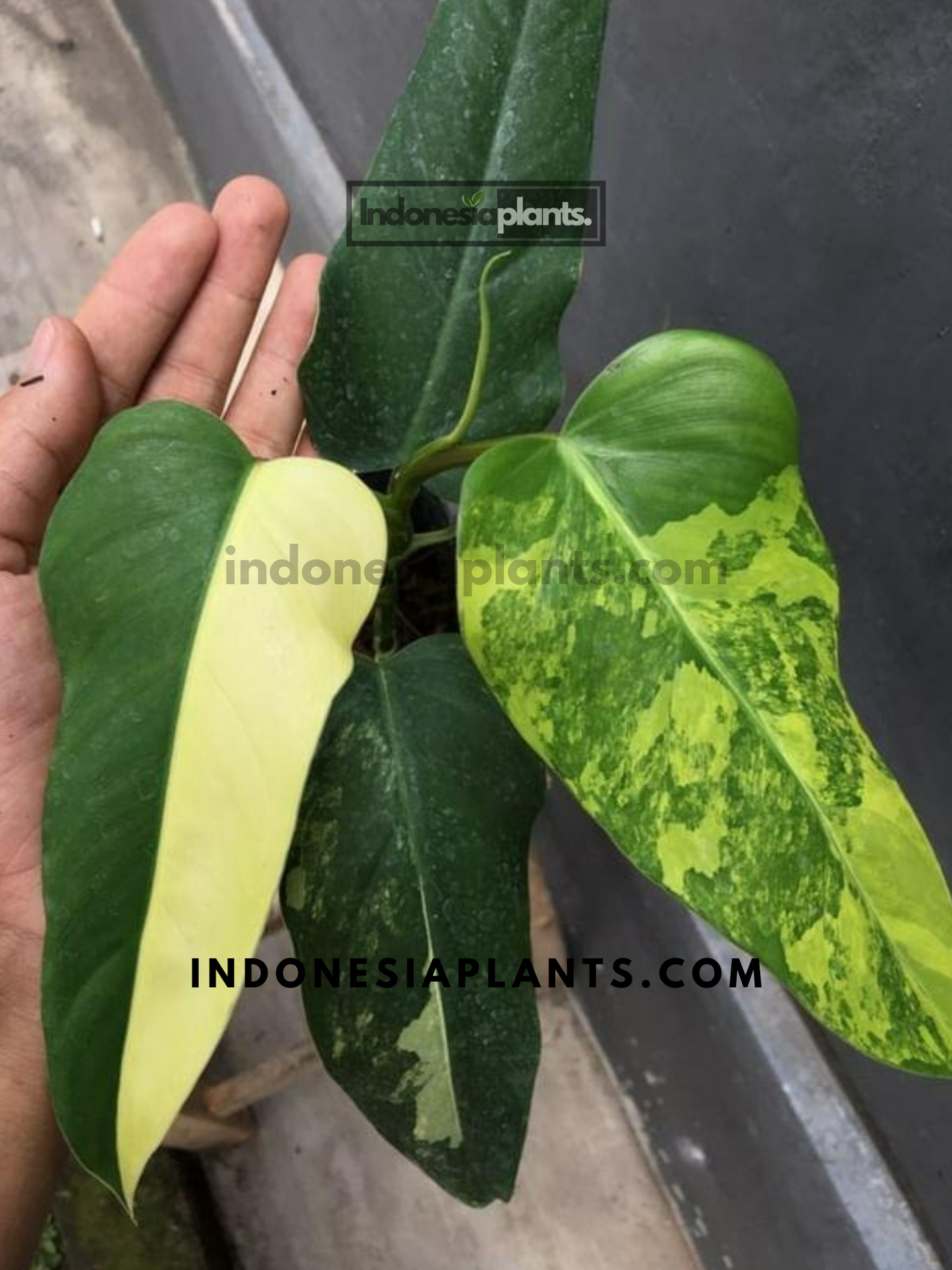 Philodendron Domesticum Variegated