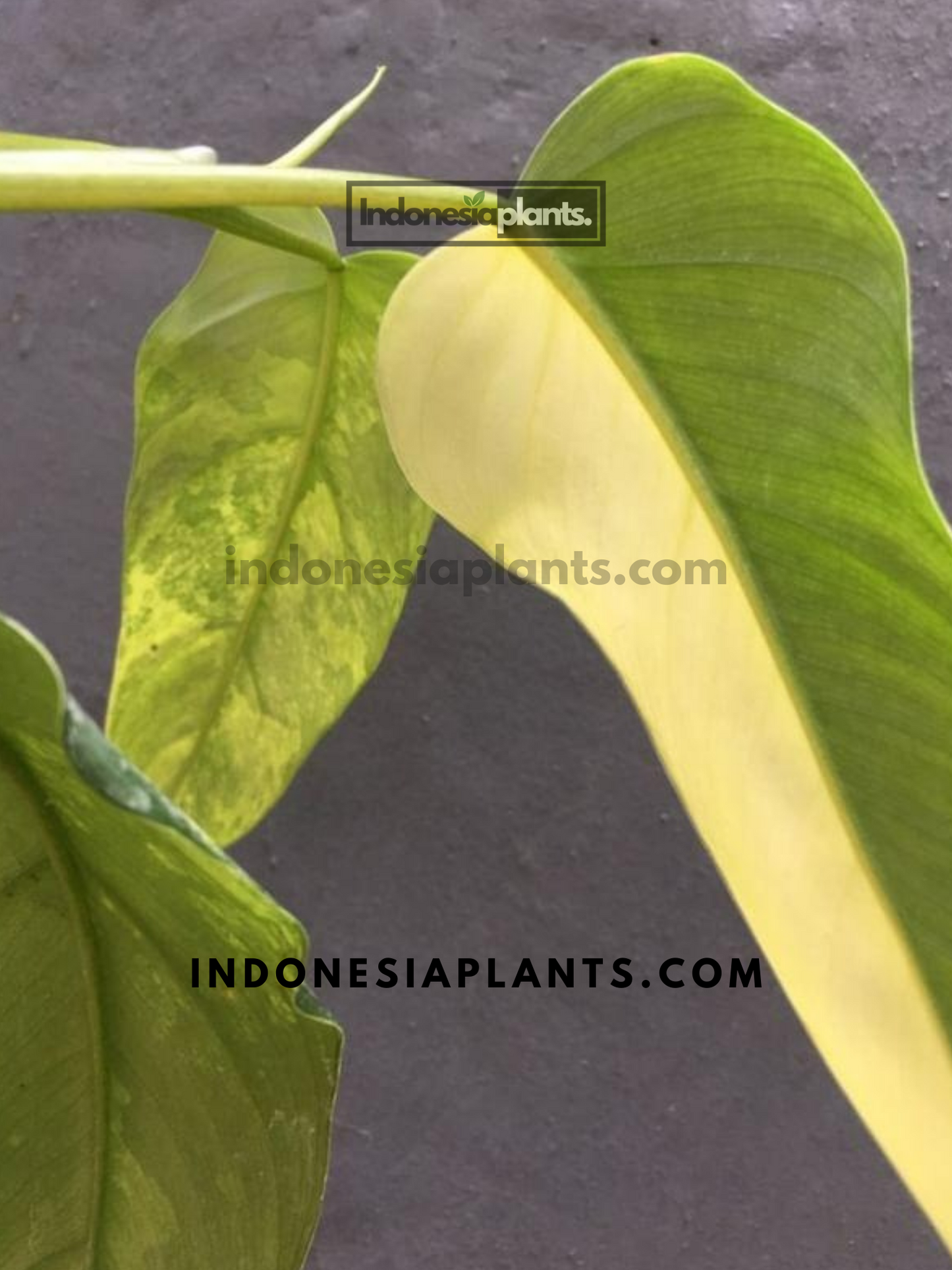 Philodendron Domesticum Variegated