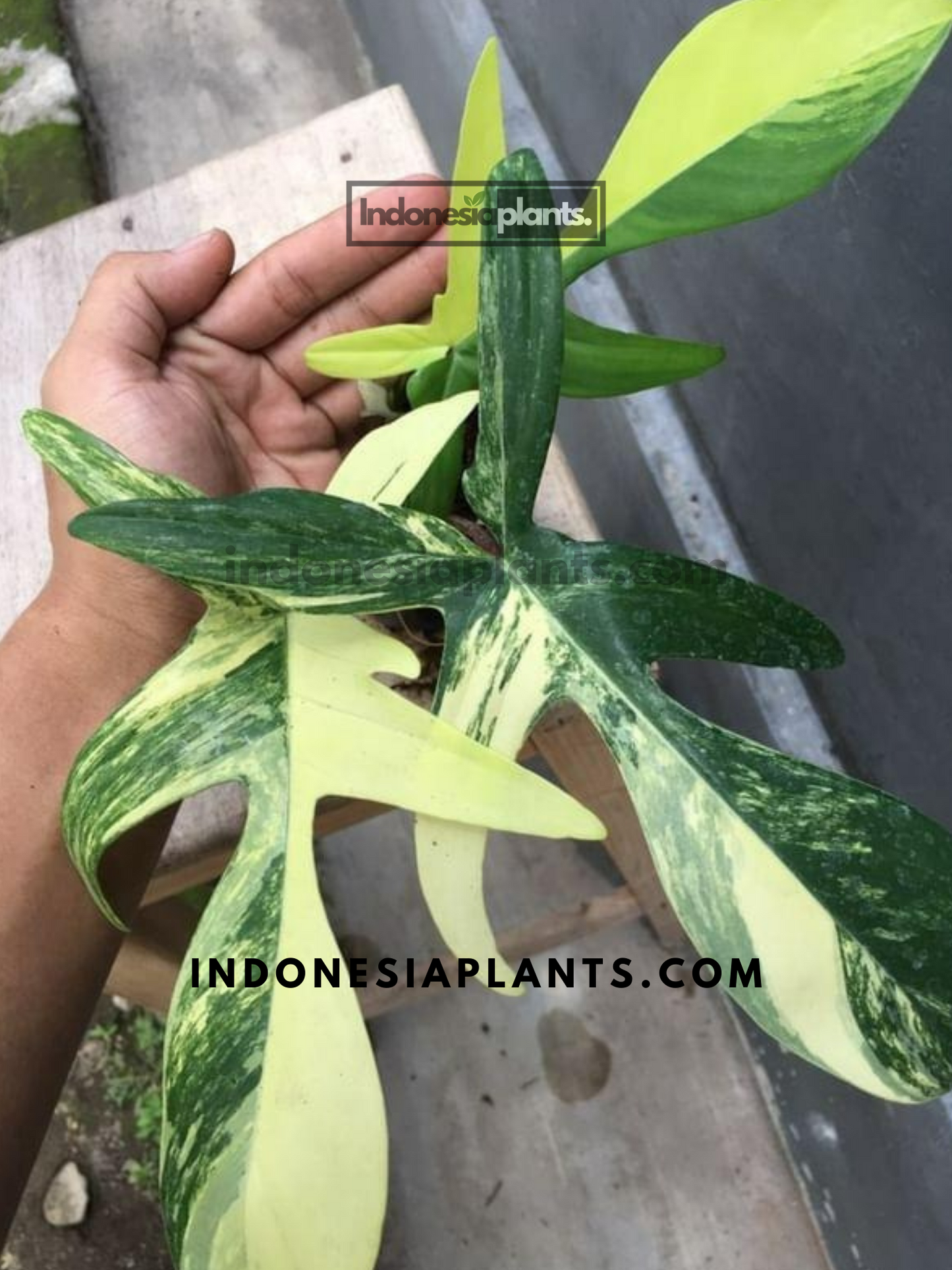 Philodendron Florida Beauty