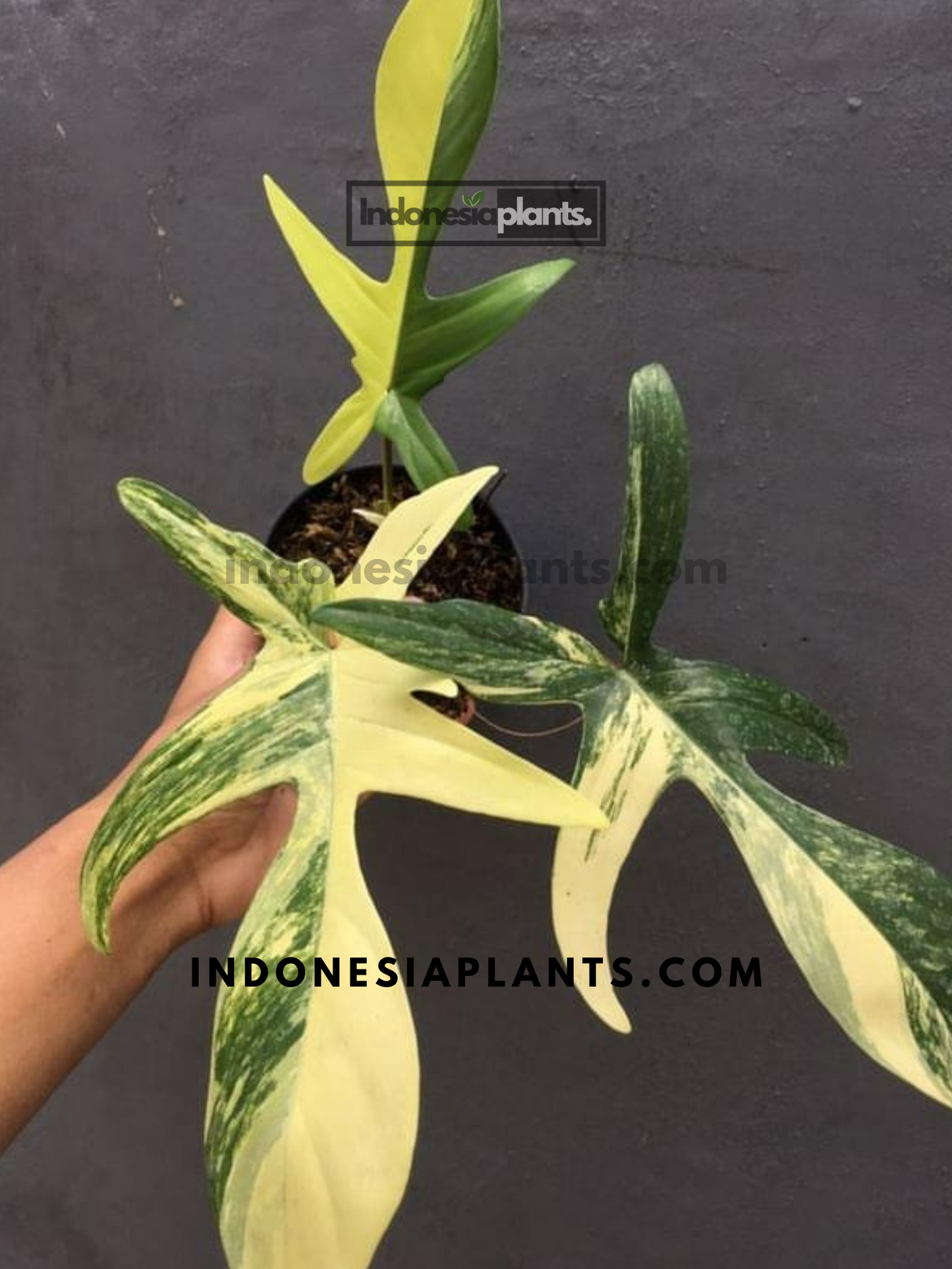 Philodendron Florida Beauty