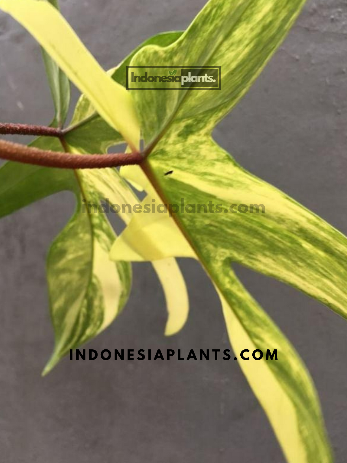 Philodendron Florida Beauty