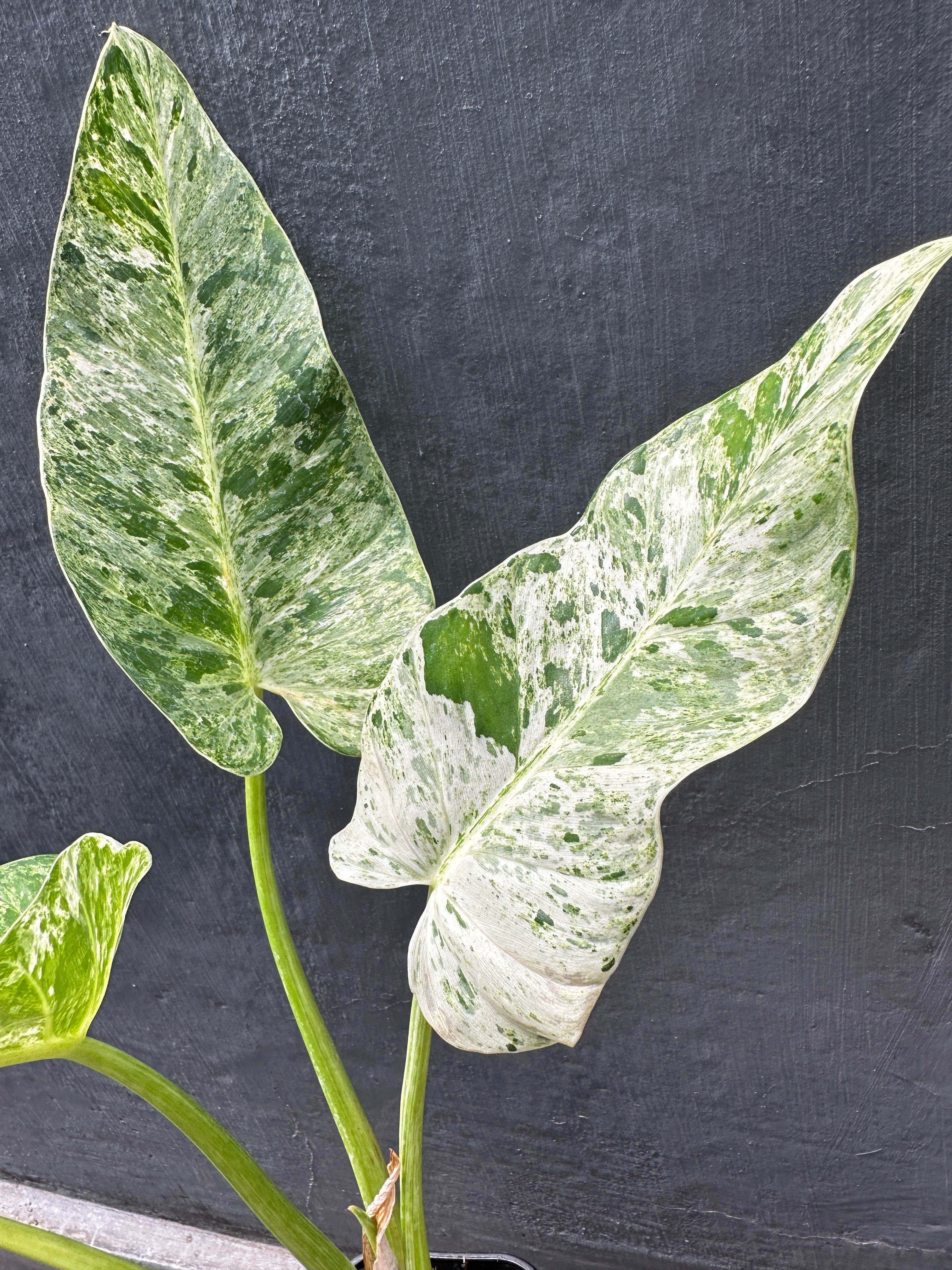giganteum blizzard philodendron Philodendron Giganteum Blizzard Variegated: Buy Plant Online In India