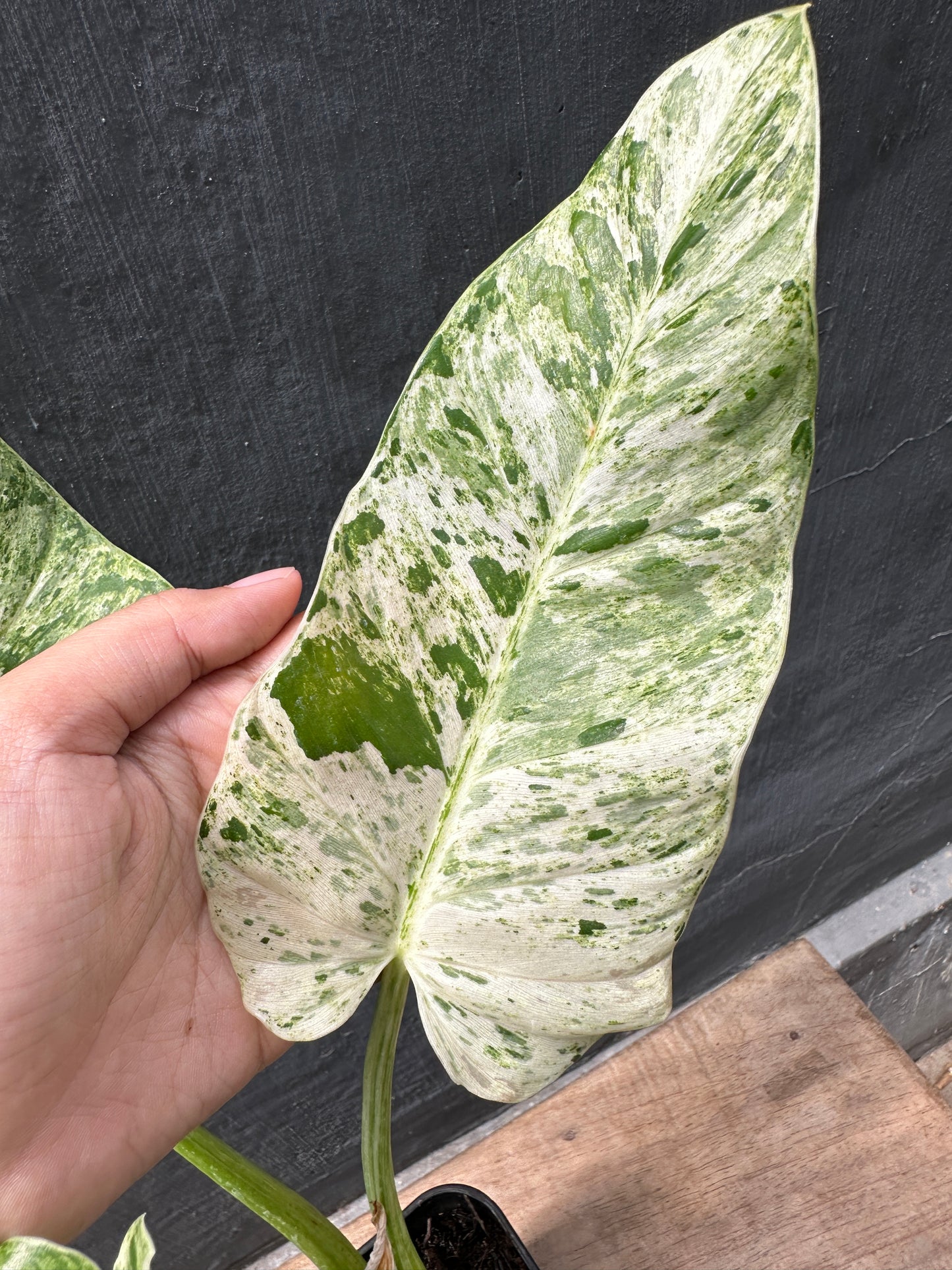 Philodendron Giganteum Marble