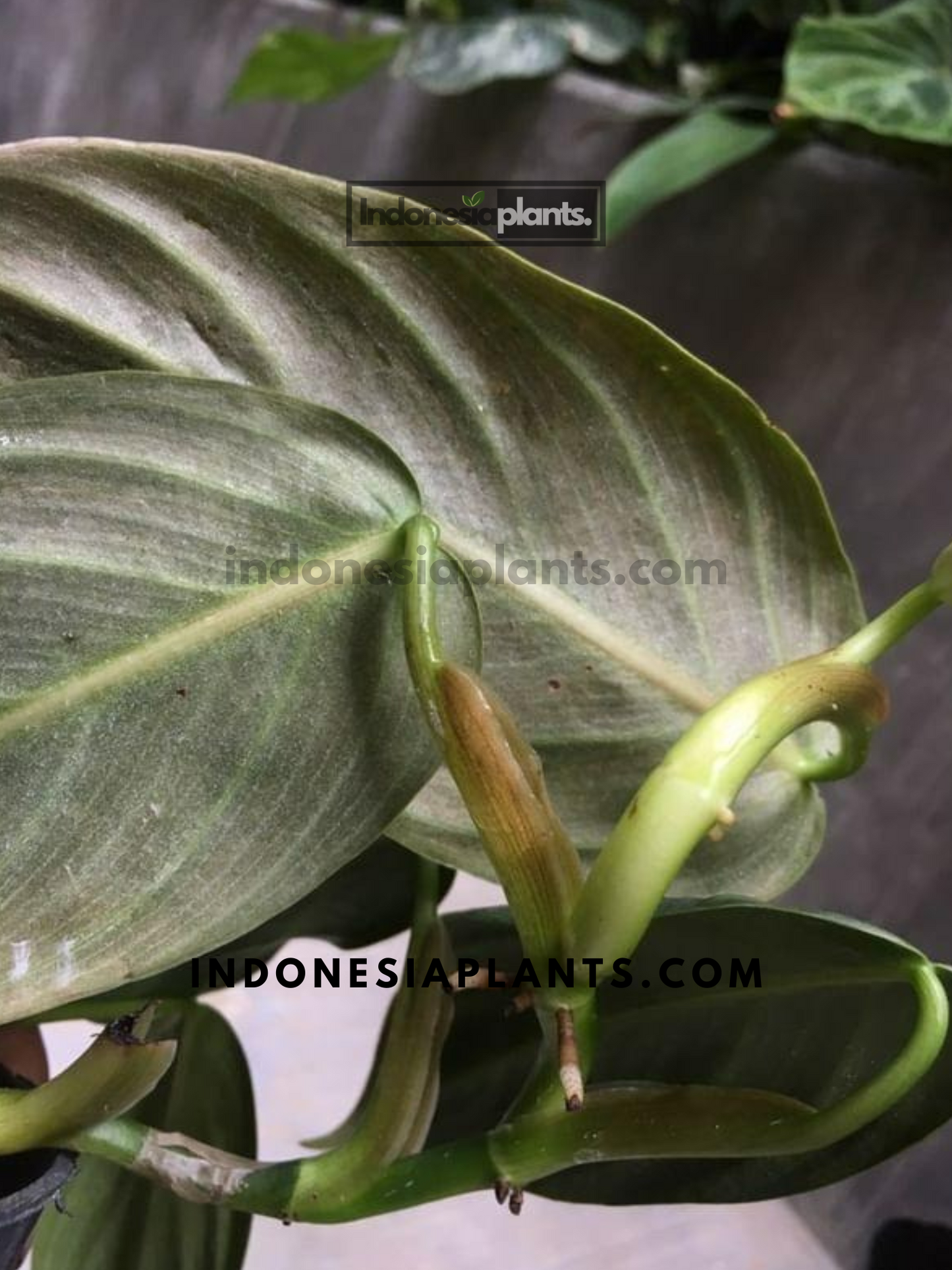 Philodendron Gigas