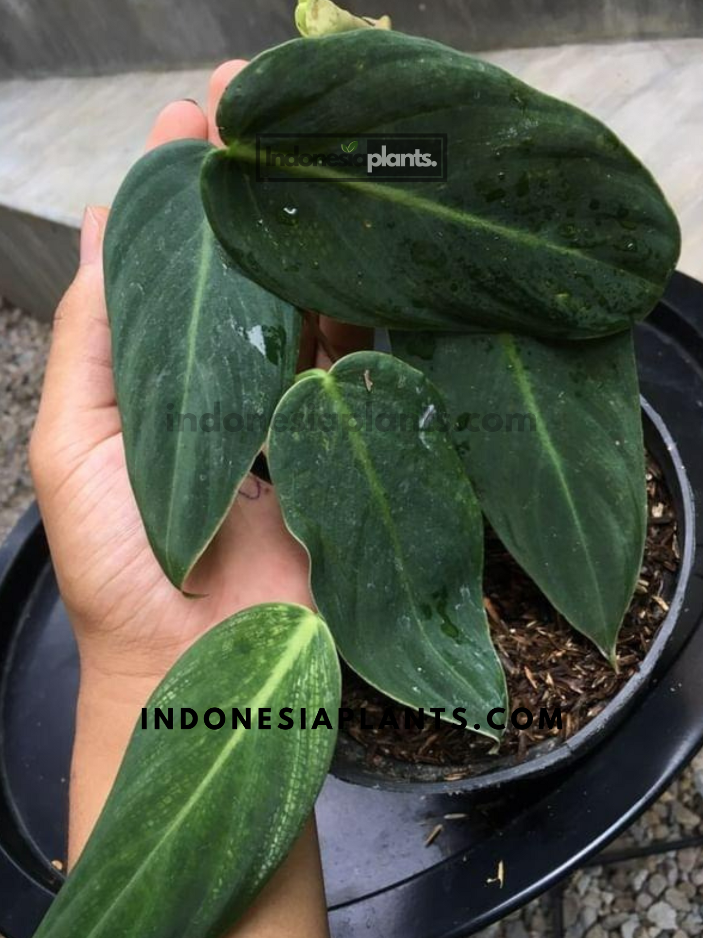 Philodendron Gigas