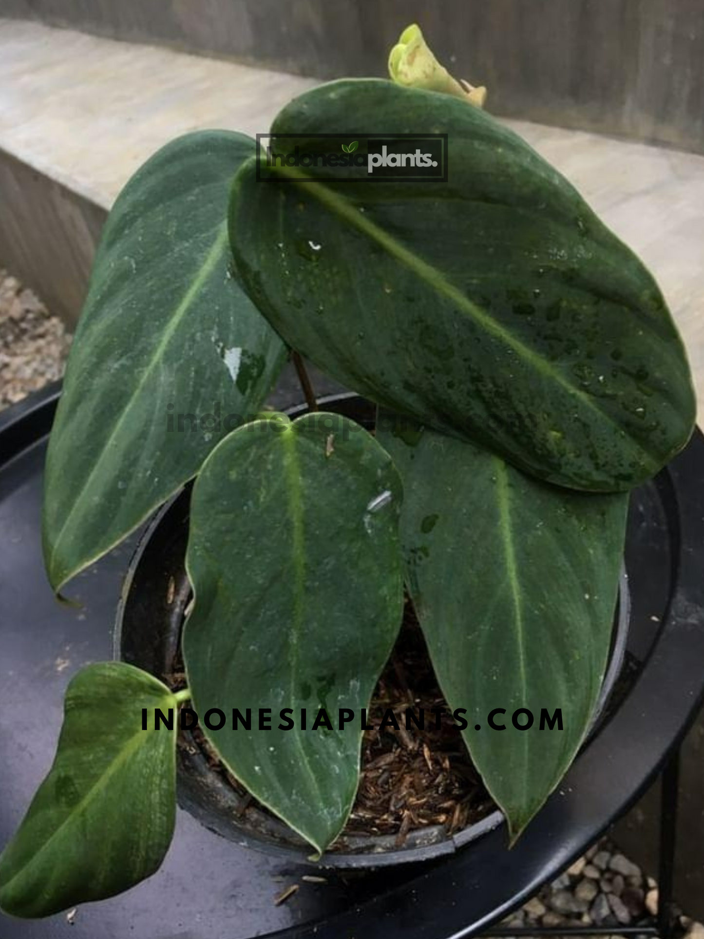 Philodendron Gigas