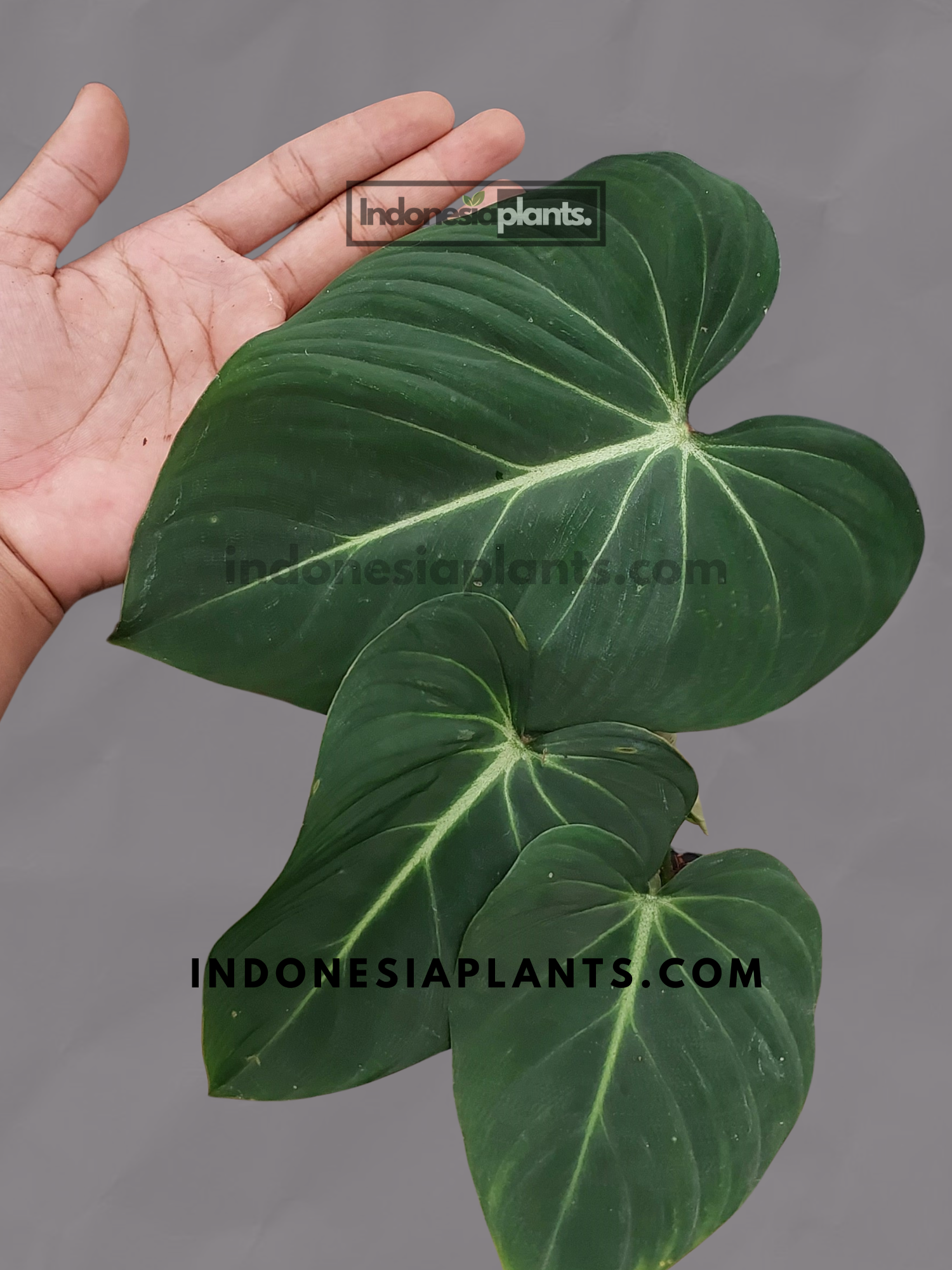 philodendron glorioso Filodendro glorioso – INDONESIAPLANTS