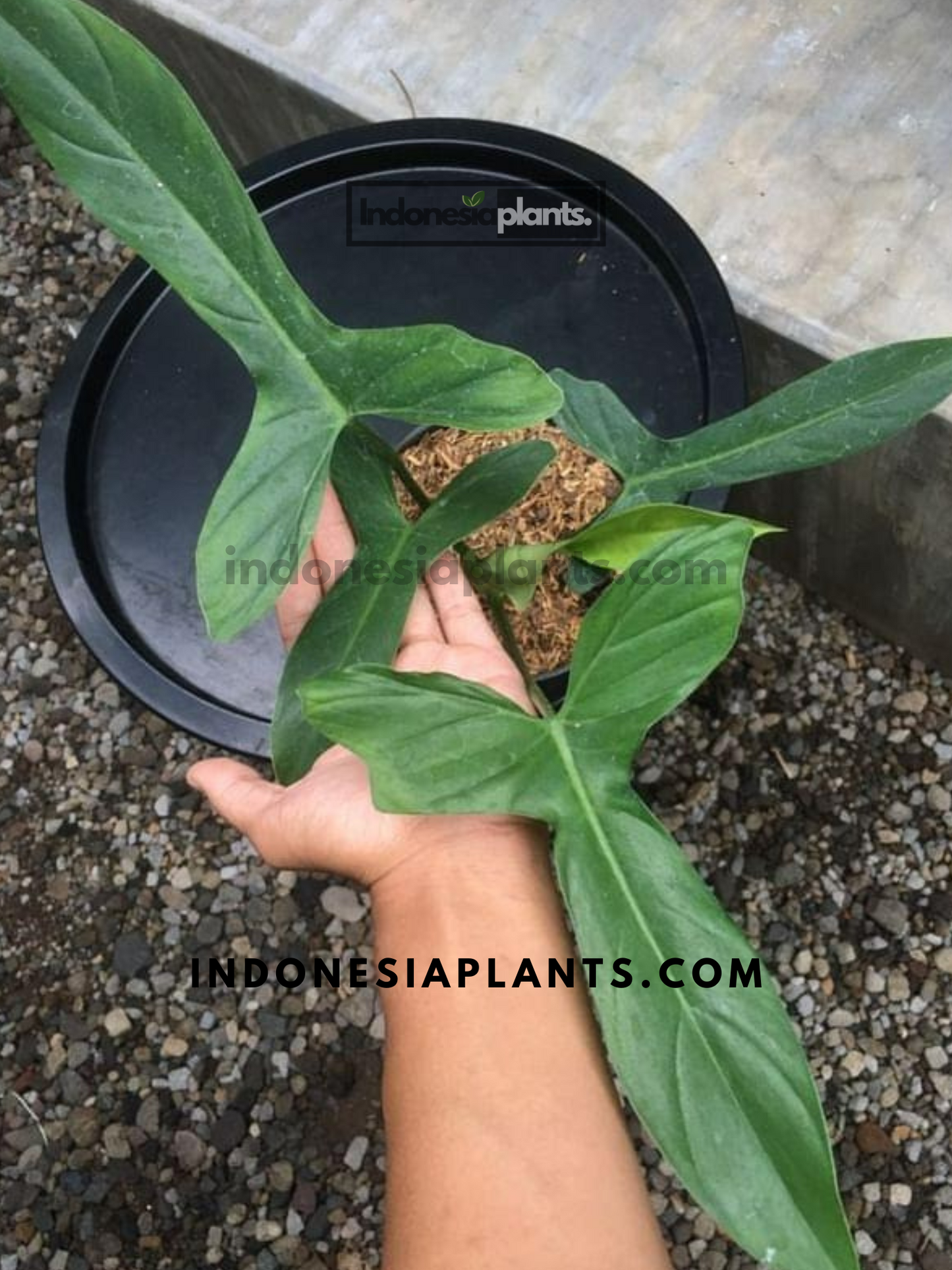 Philodendron Glaucous