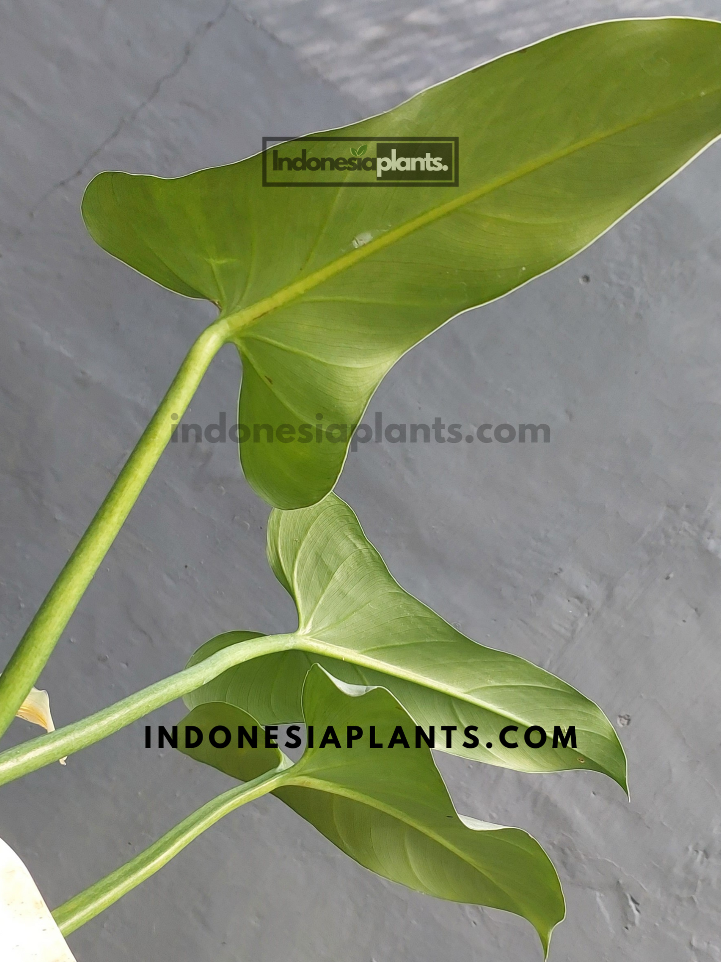 Philodendron Hastatum Silver Sword