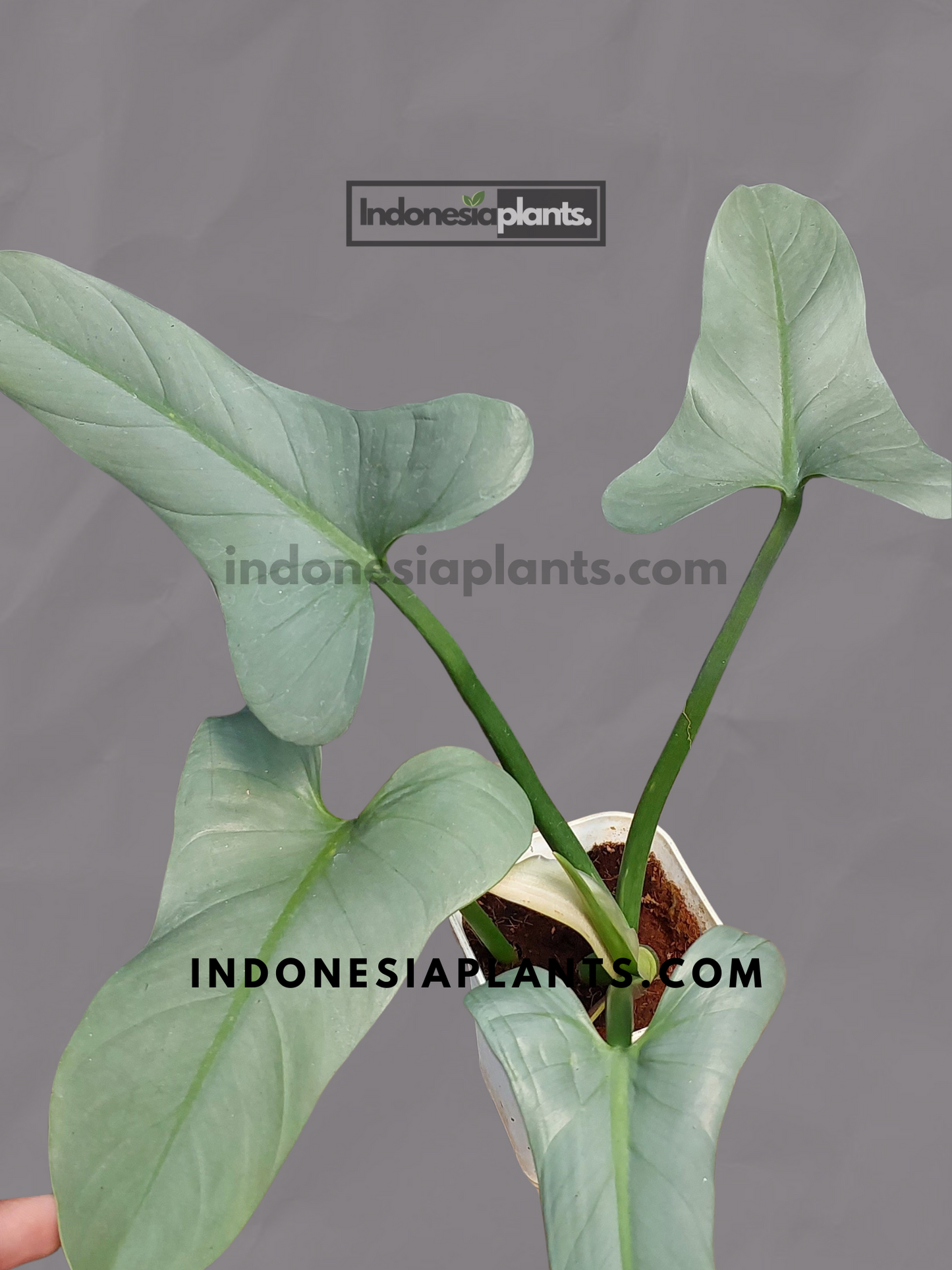 Philodendron Hastatum Silver Sword