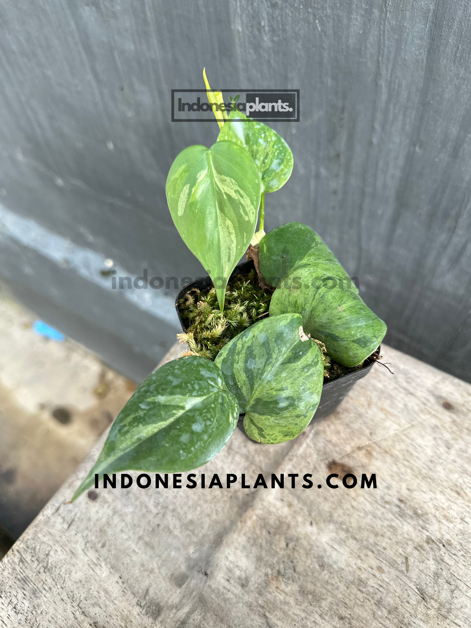 philodendron starters Philodendron Hederaceum Heartleaf Variegated Starter Plants