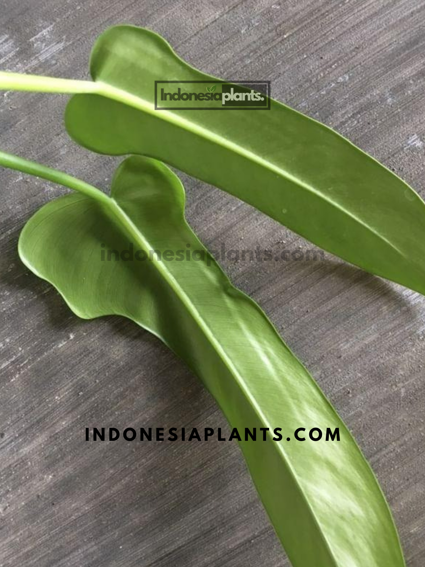 Philodendron Jerry Horne