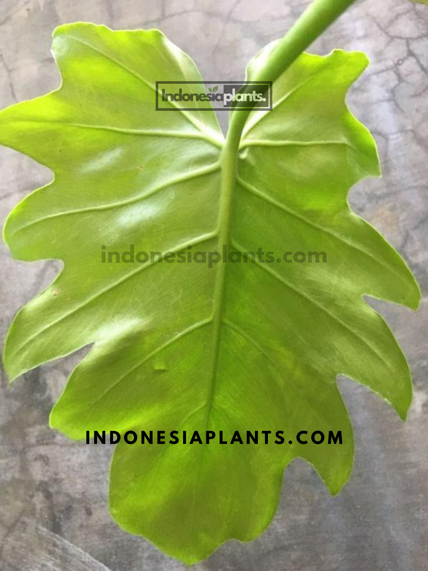 Philodendron Lacerum