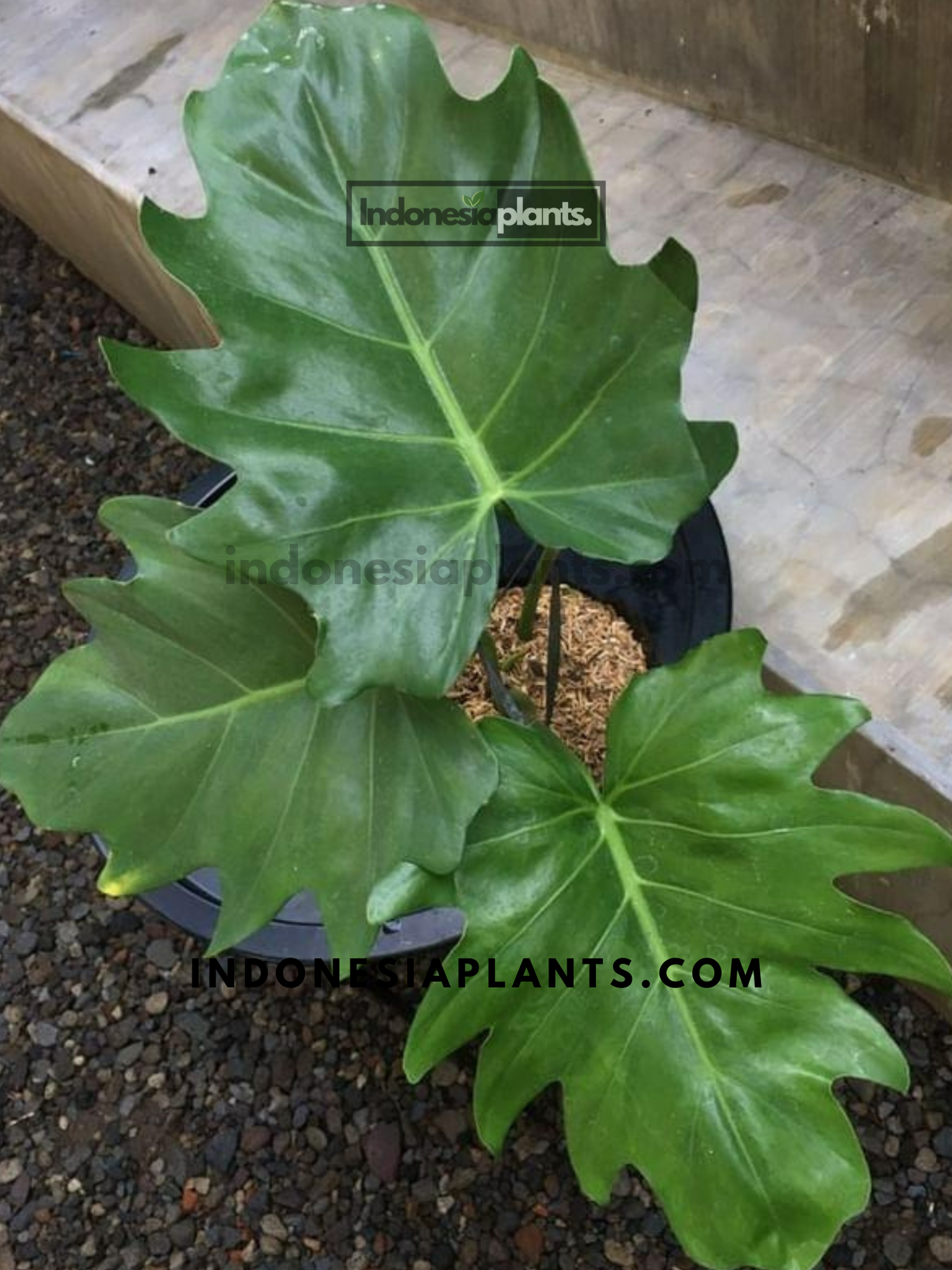 Philodendron Lacerum