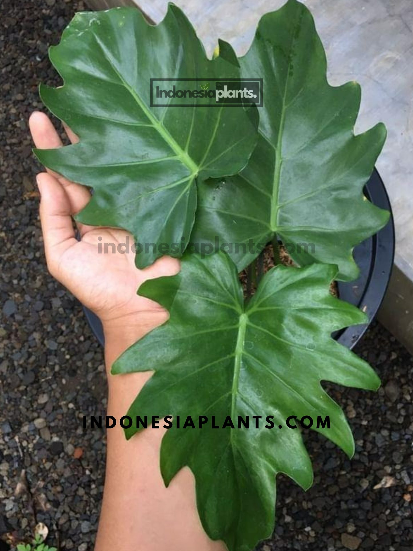 Philodendron Lacerum