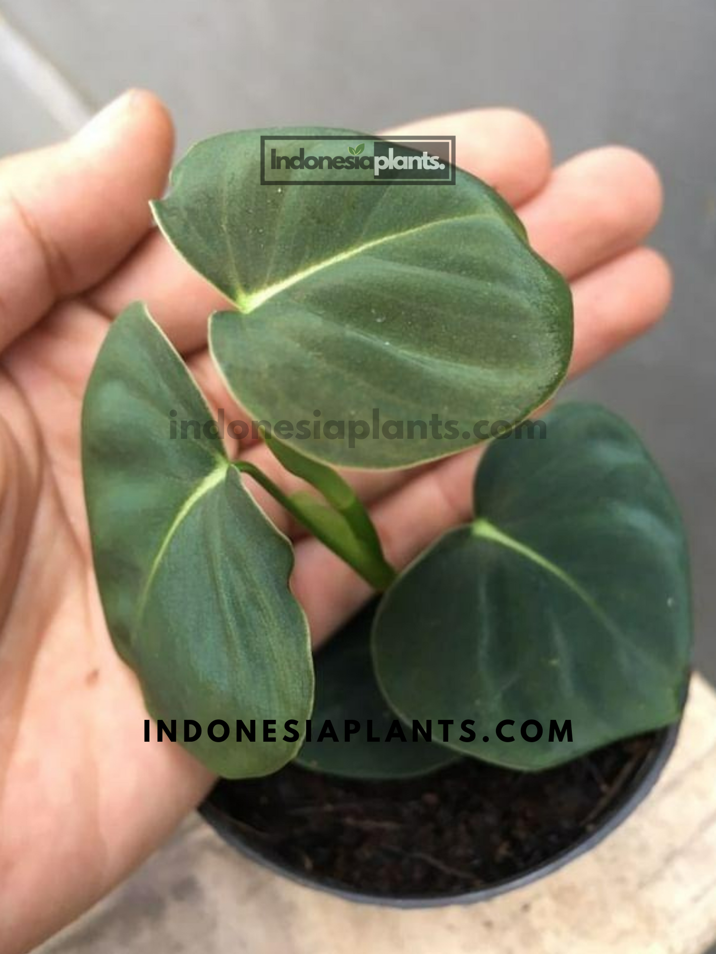 Philodendron Lupinum