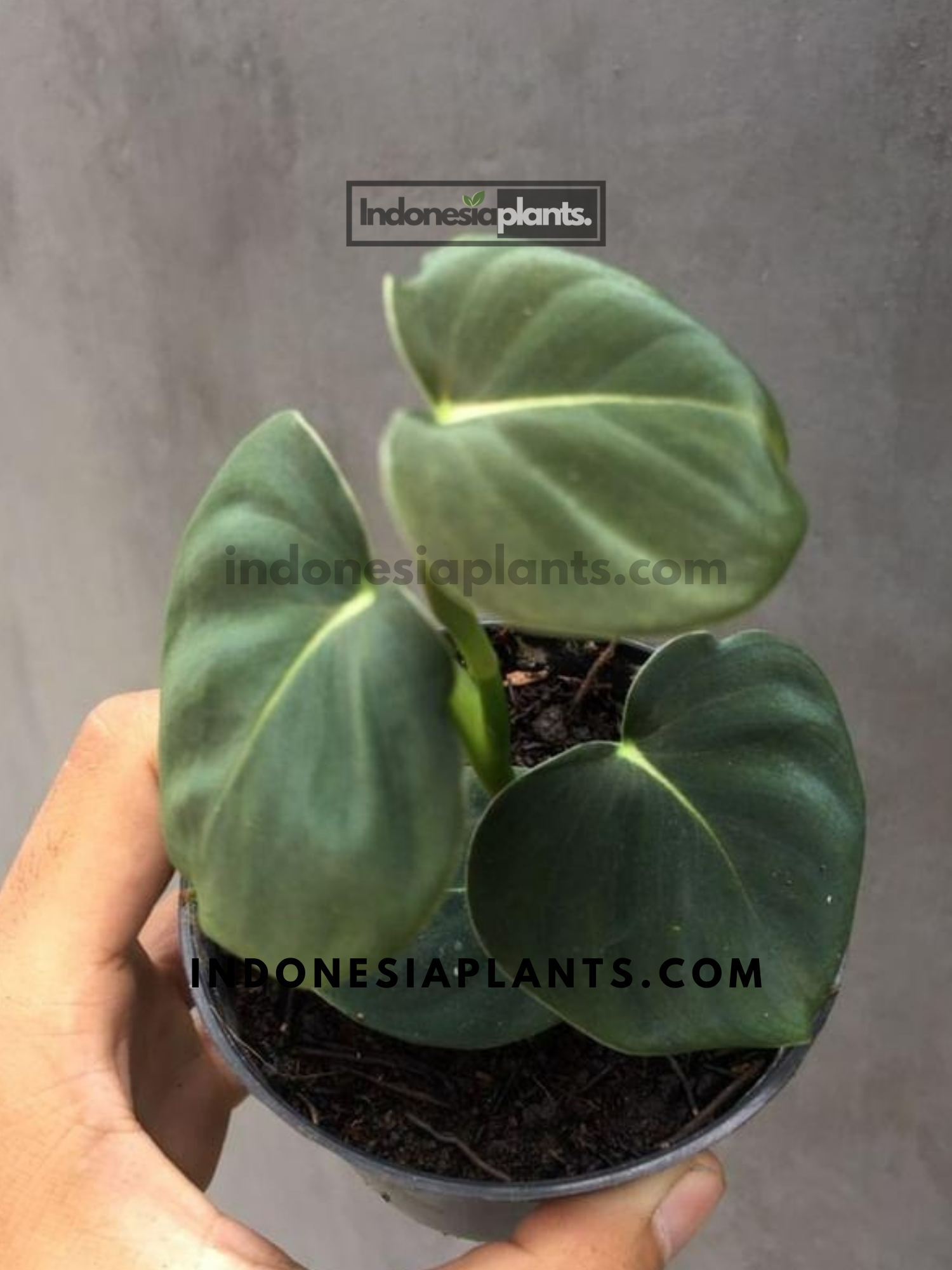philodendron lupinum Philodendron lupinum