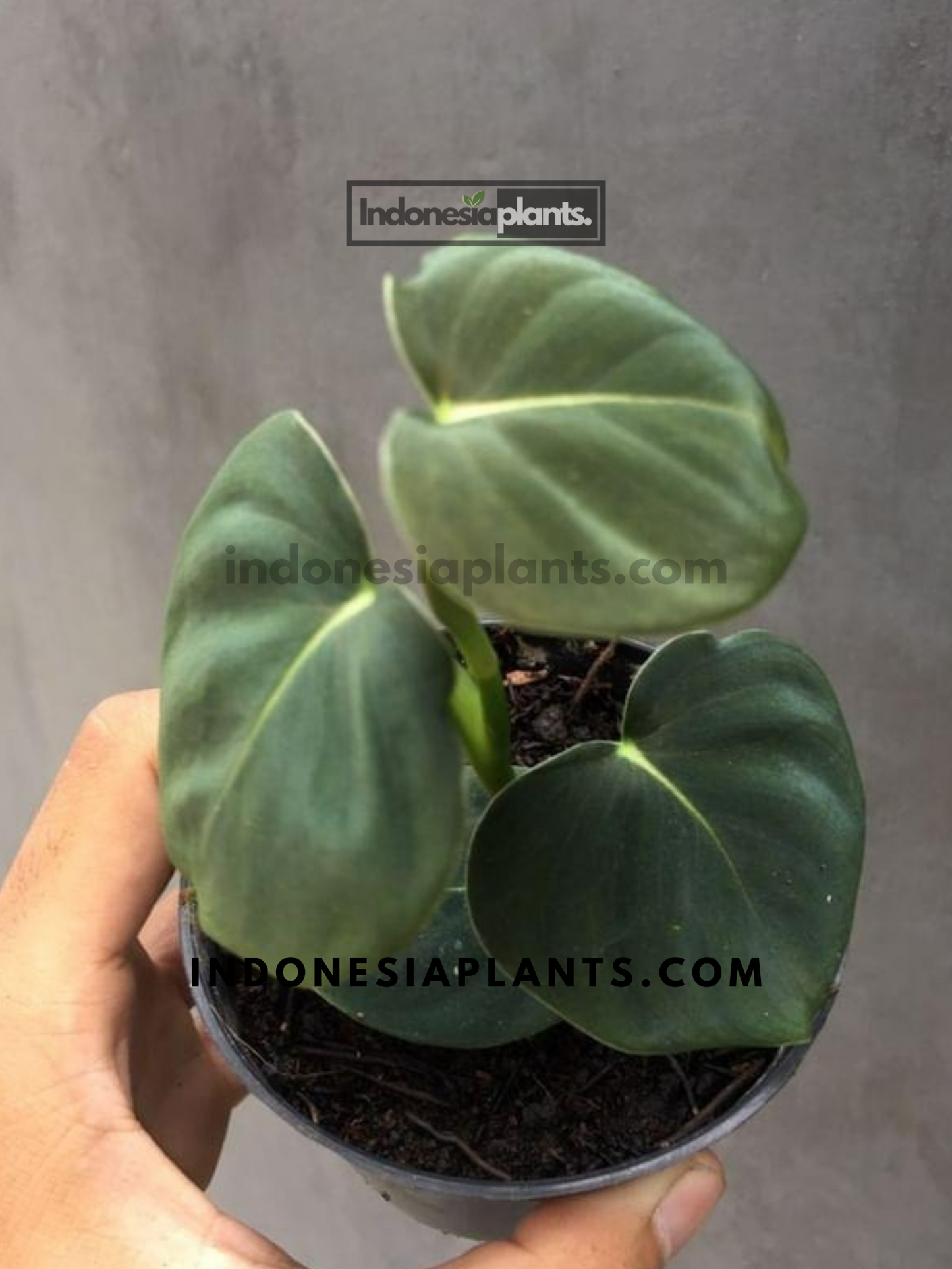 Philodendron Lupinum