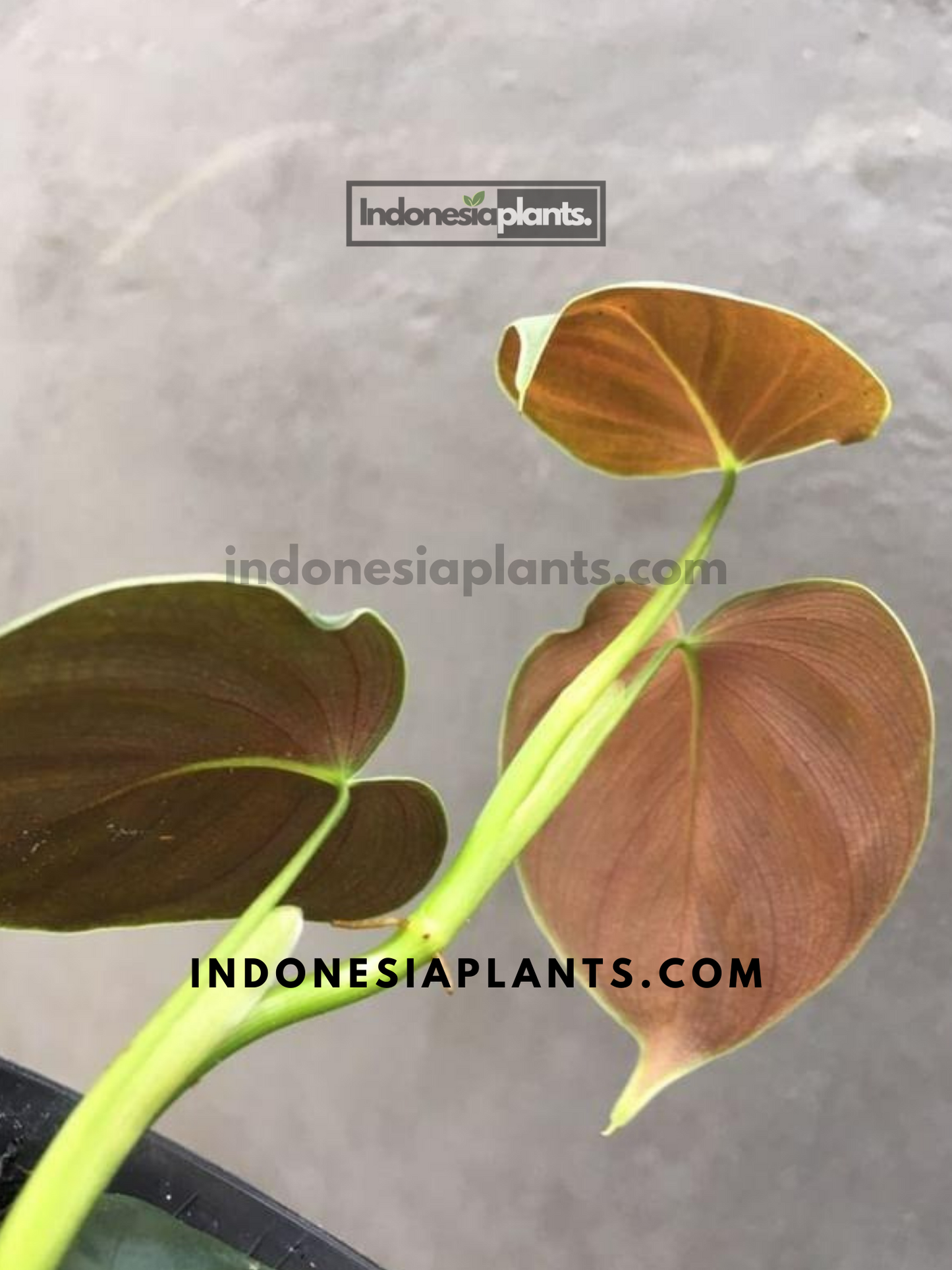 Philodendron Lupinum