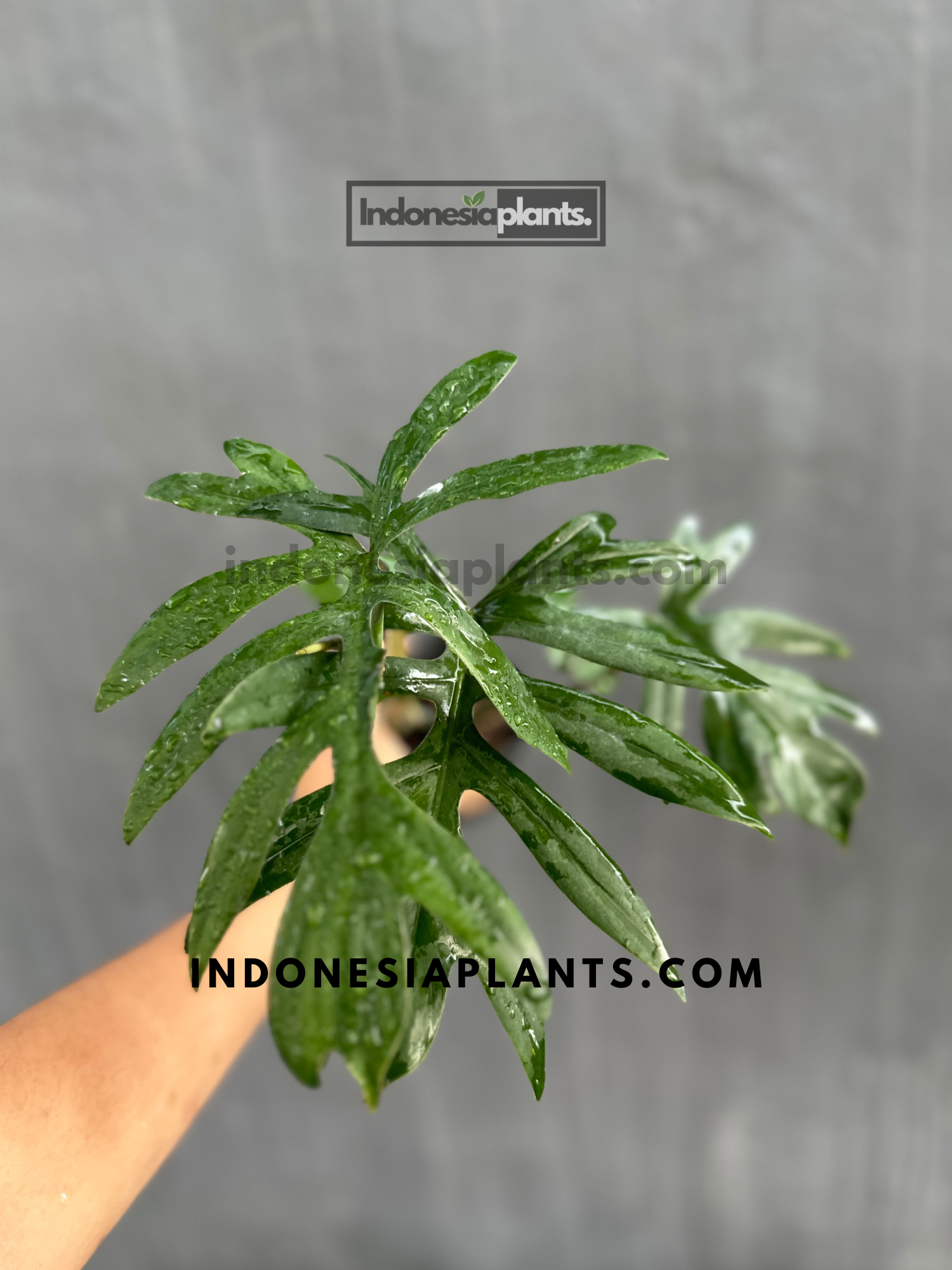 philodendron mayoi cutting Philodendron Mayoi – INDONESIAPLANTS