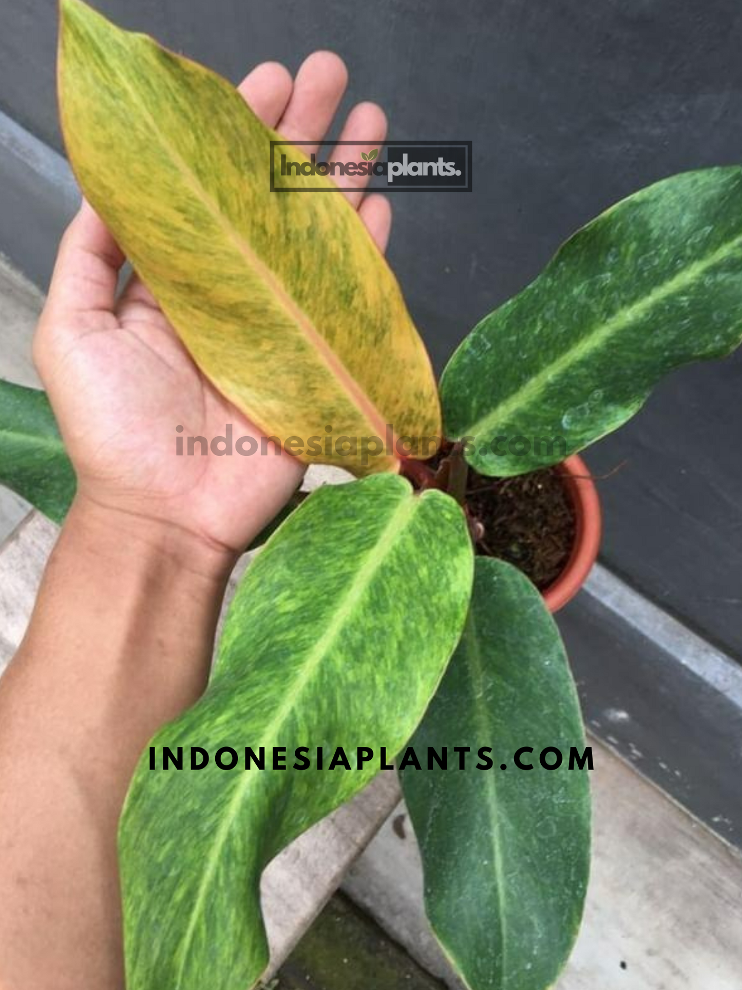 Philodendron Orange Marmalade