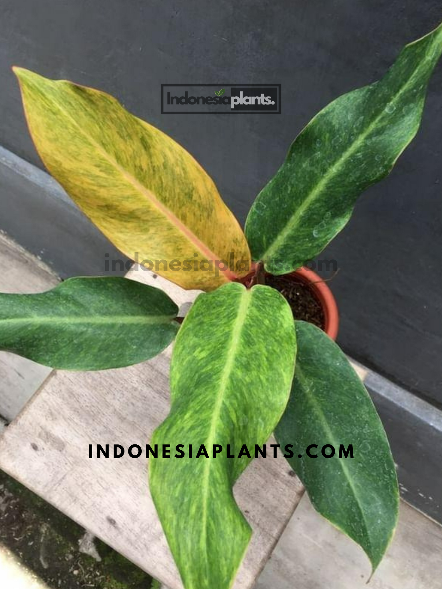 Philodendron Orange Marmalade