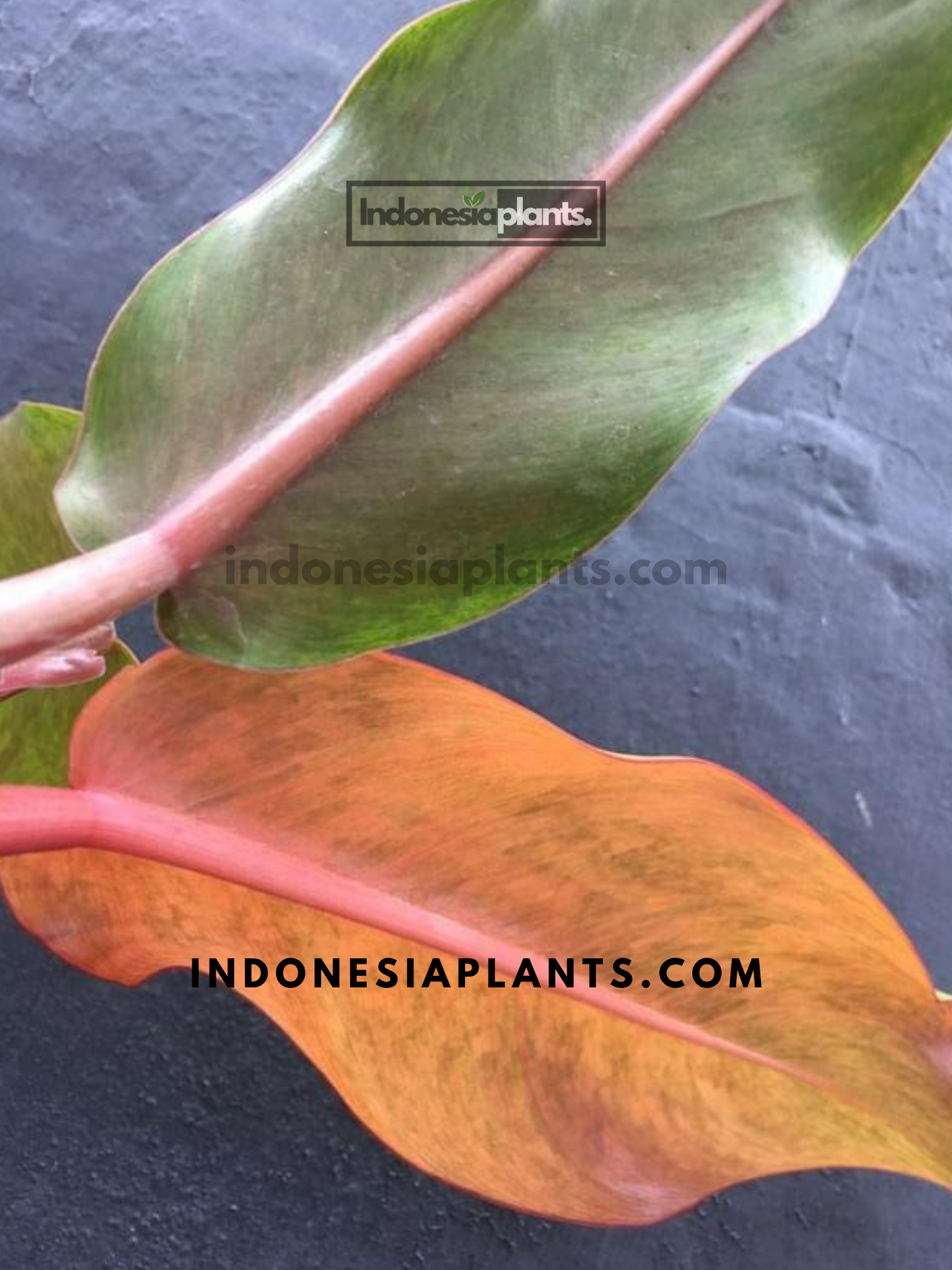 Philodendron Orange Marmalade