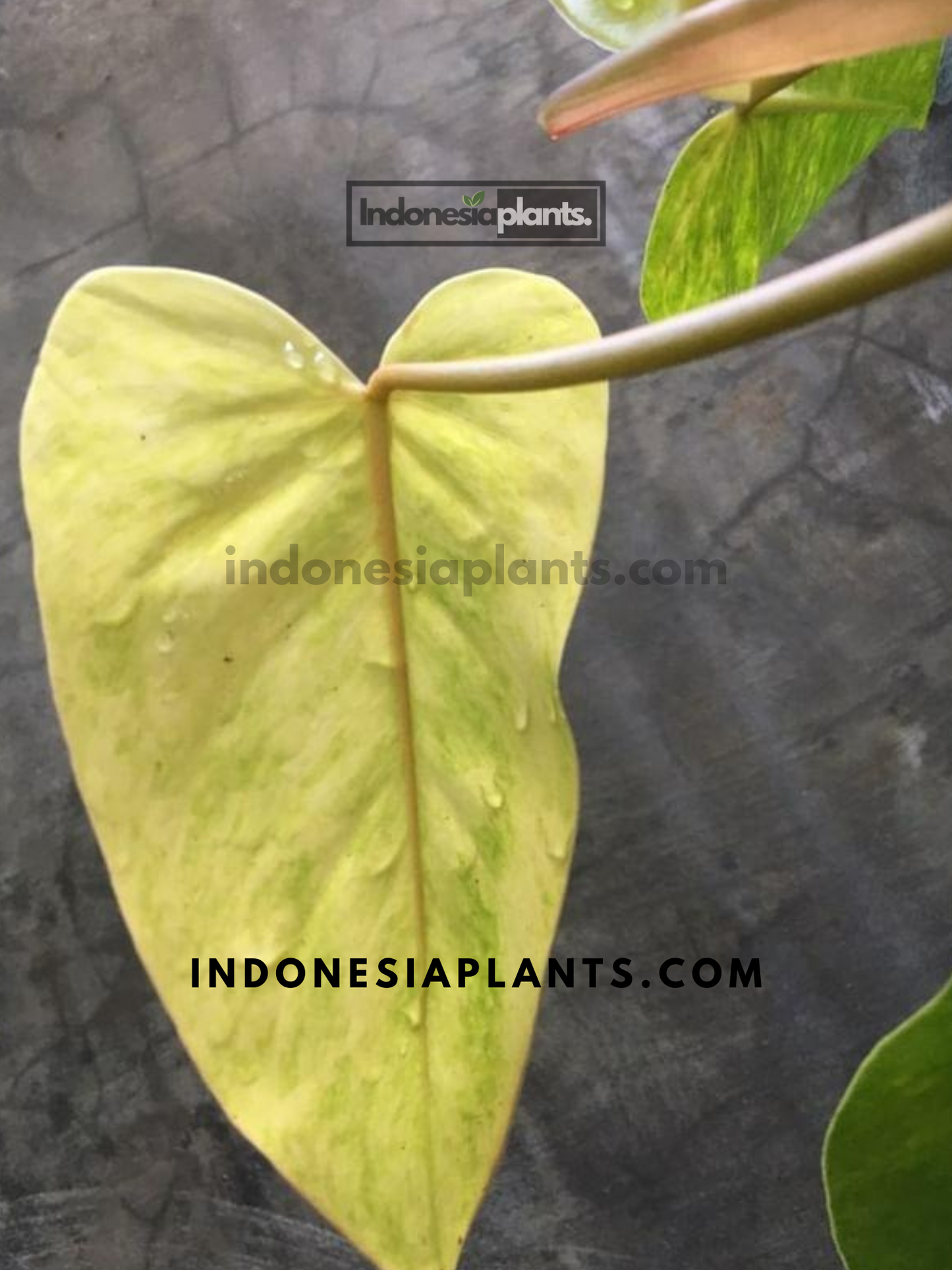 Philodendron Painted Lady