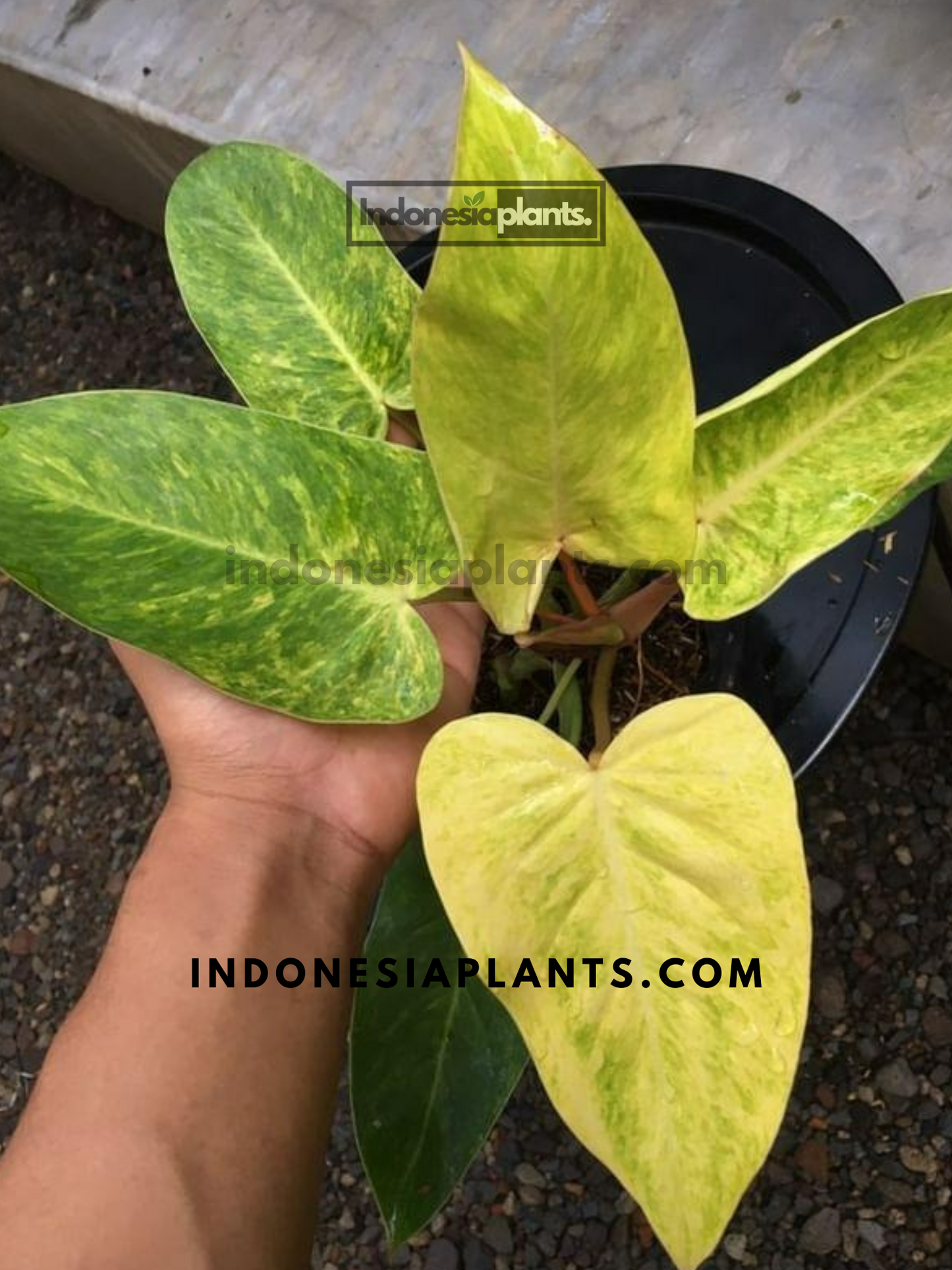 Philodendron Painted Lady