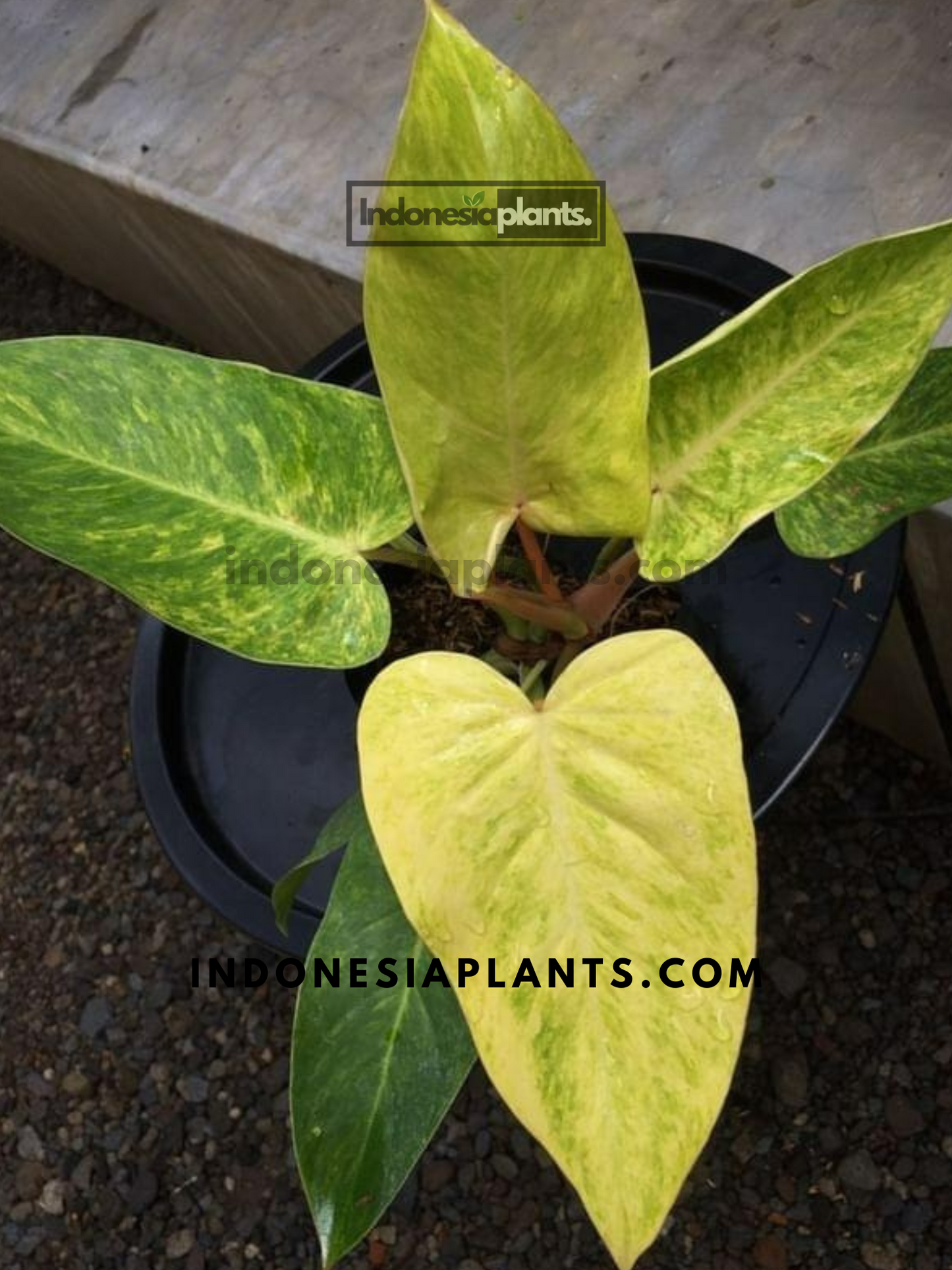 Philodendron Painted Lady