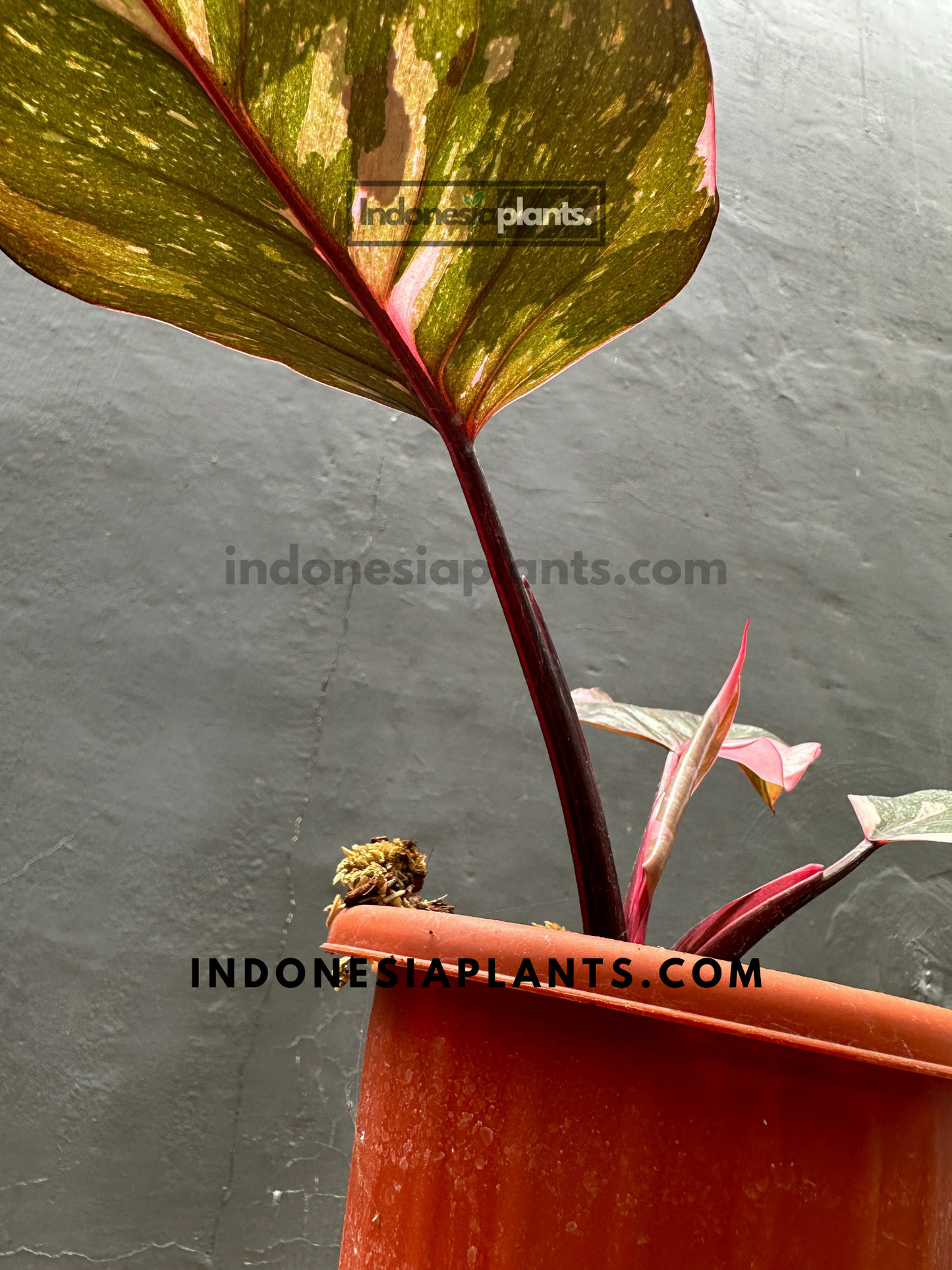 Philodendron Pink Princess Black Cherry Galaxy