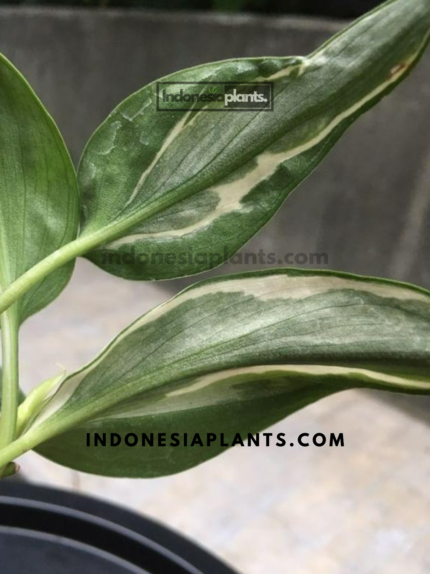 Philodendron Rio