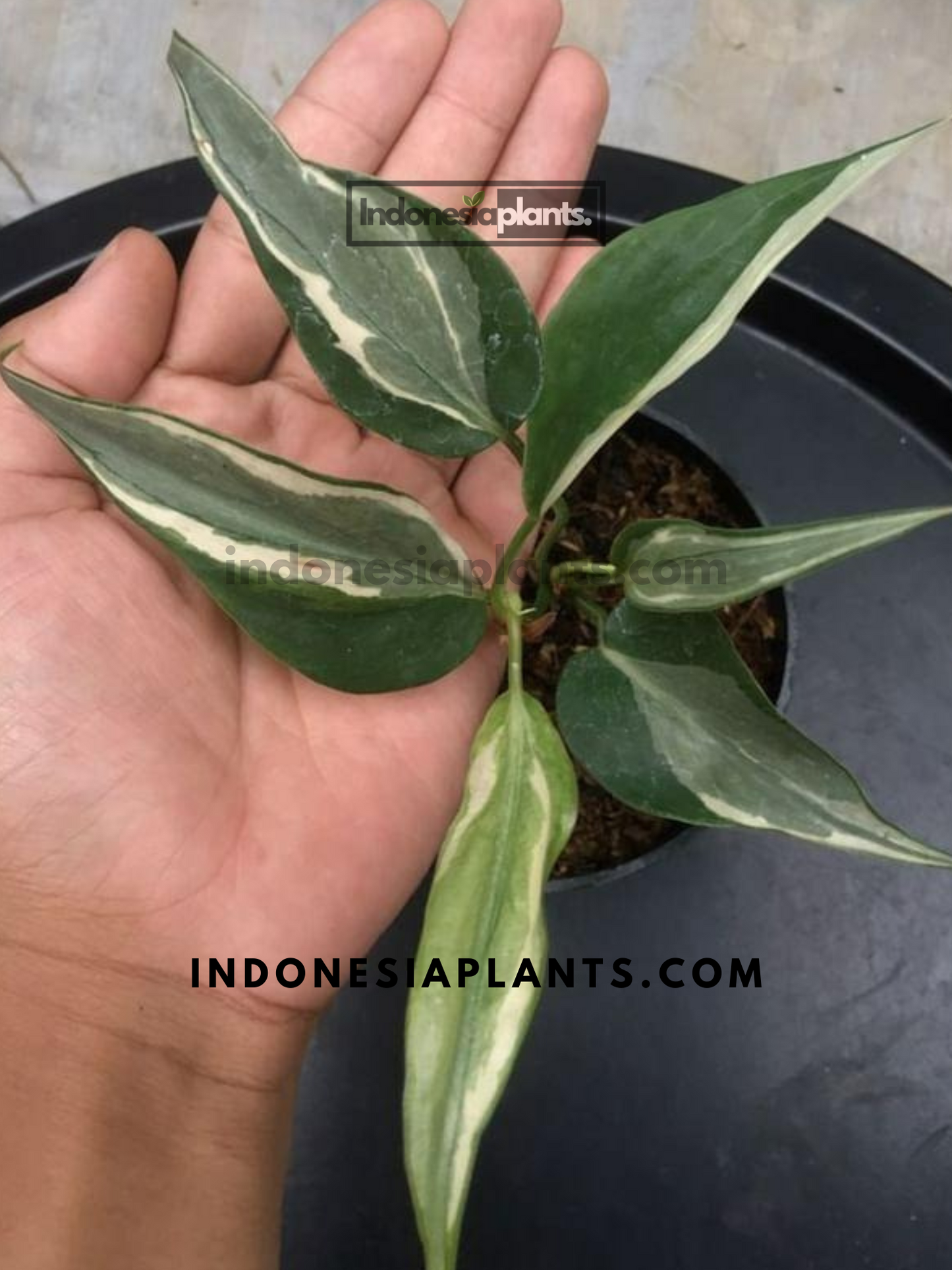 Philodendron Rio