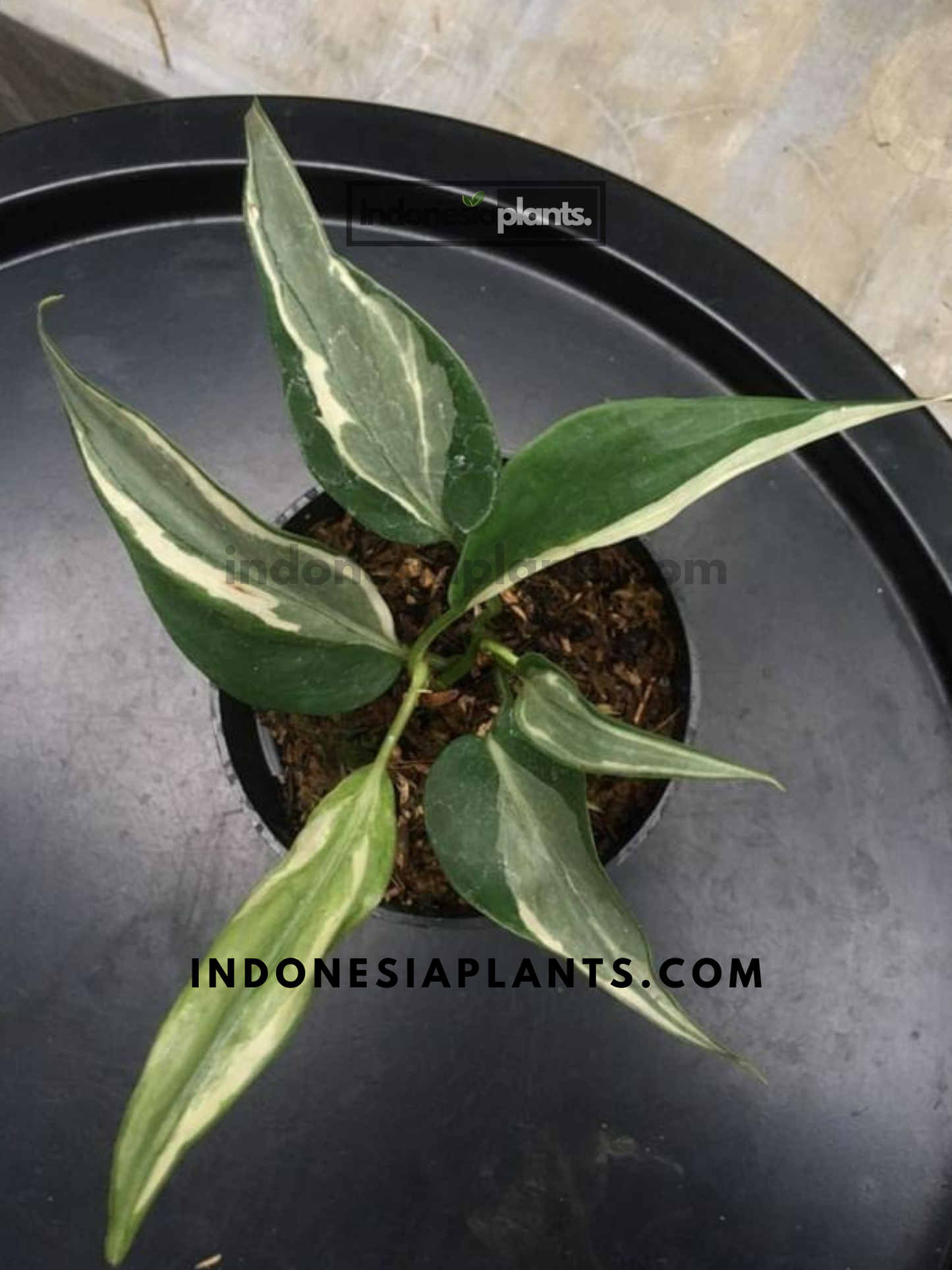 Philodendron Rio