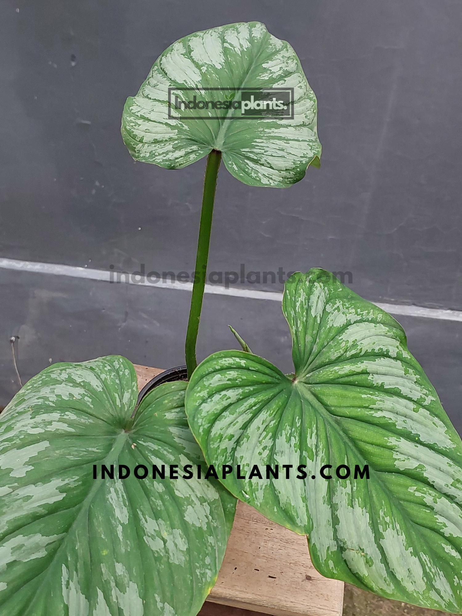 silver cloud philodendron Philodendron mamei Silver Cloud