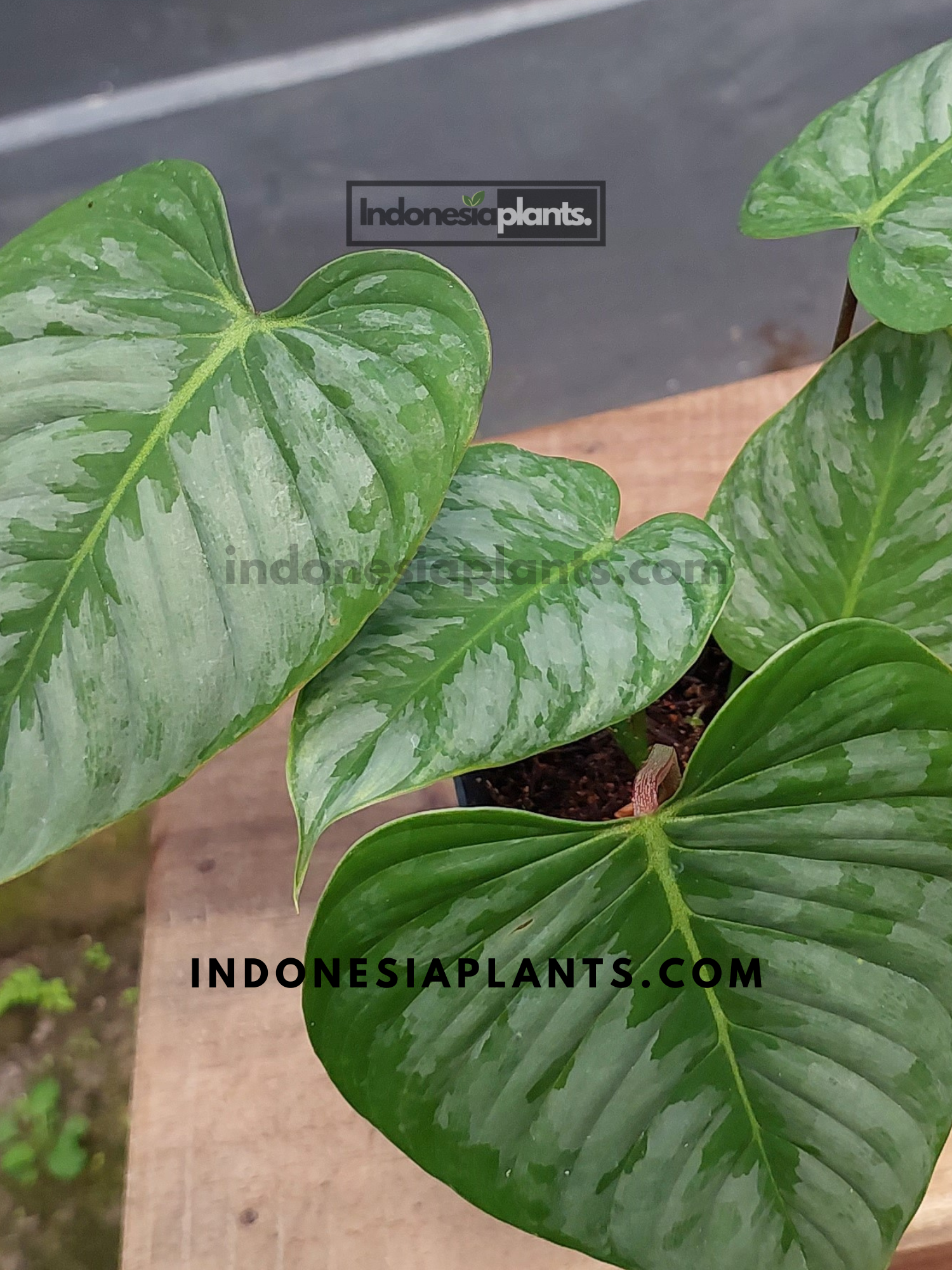 philodendron sodiroi petiole Philodendron Sodiroi
