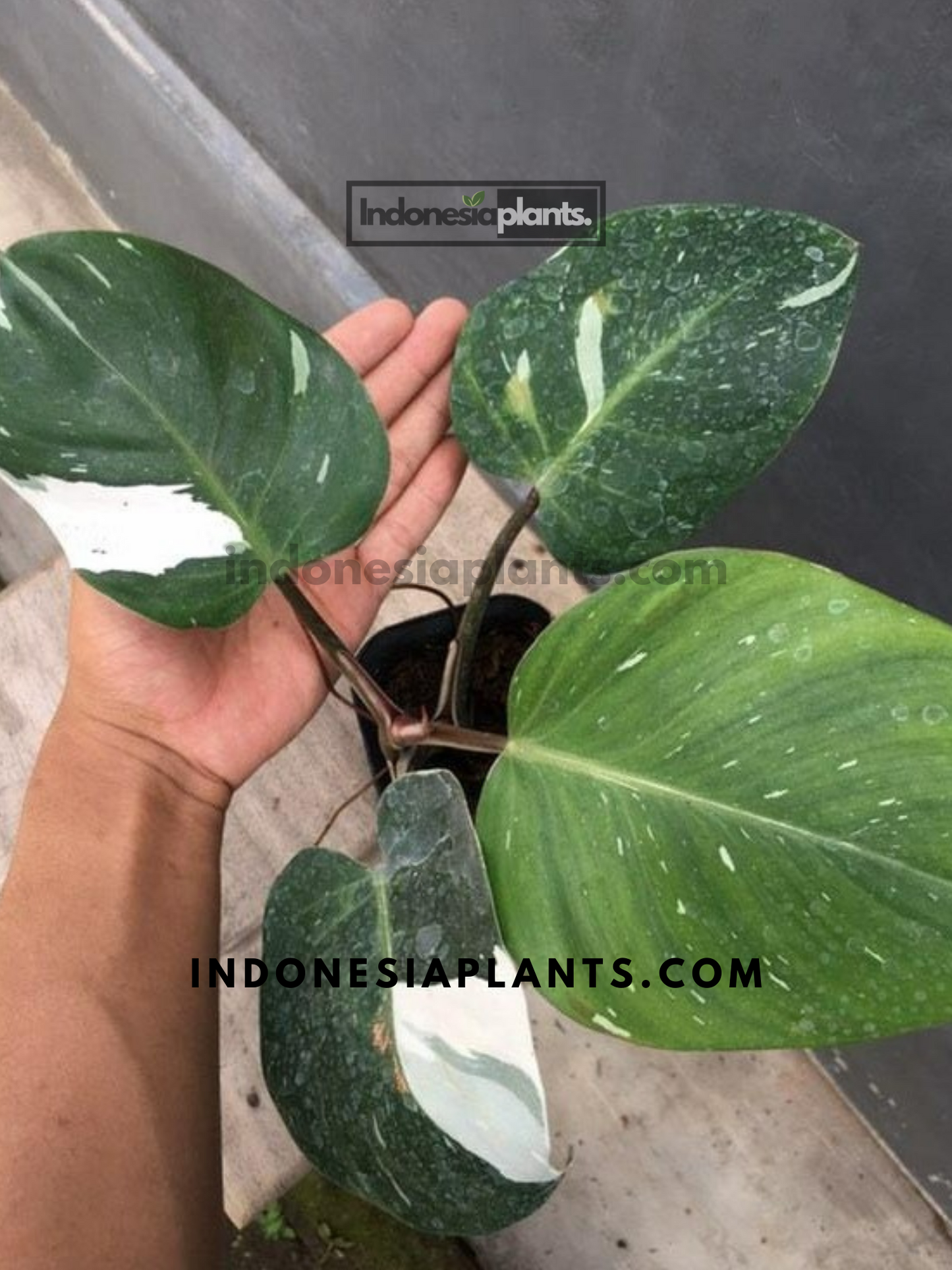 Philodendron White Knight