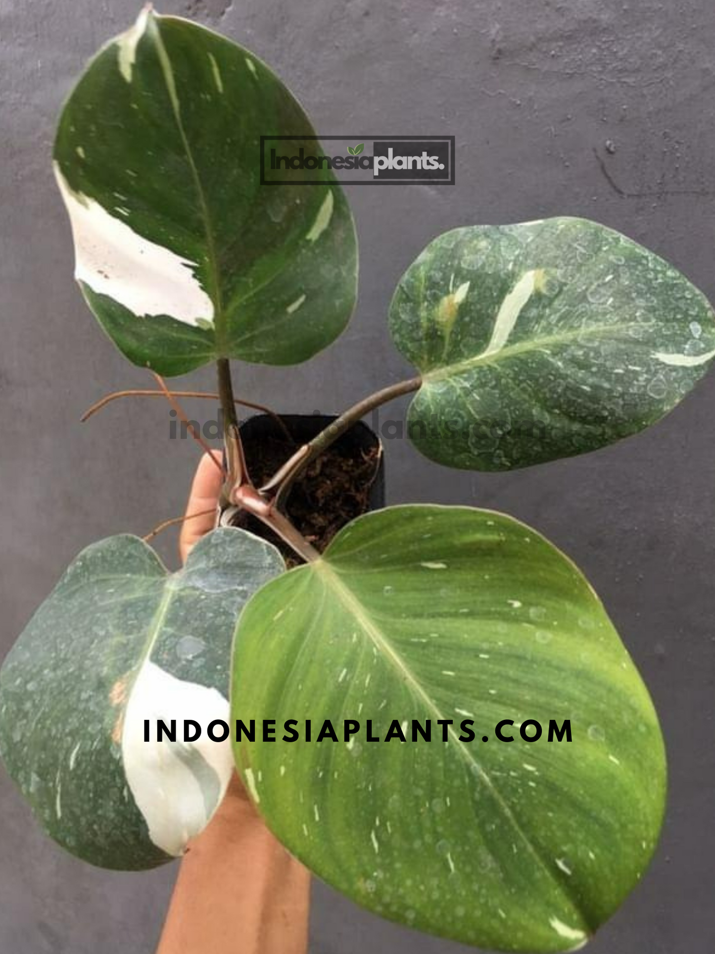 Philodendron White Knight