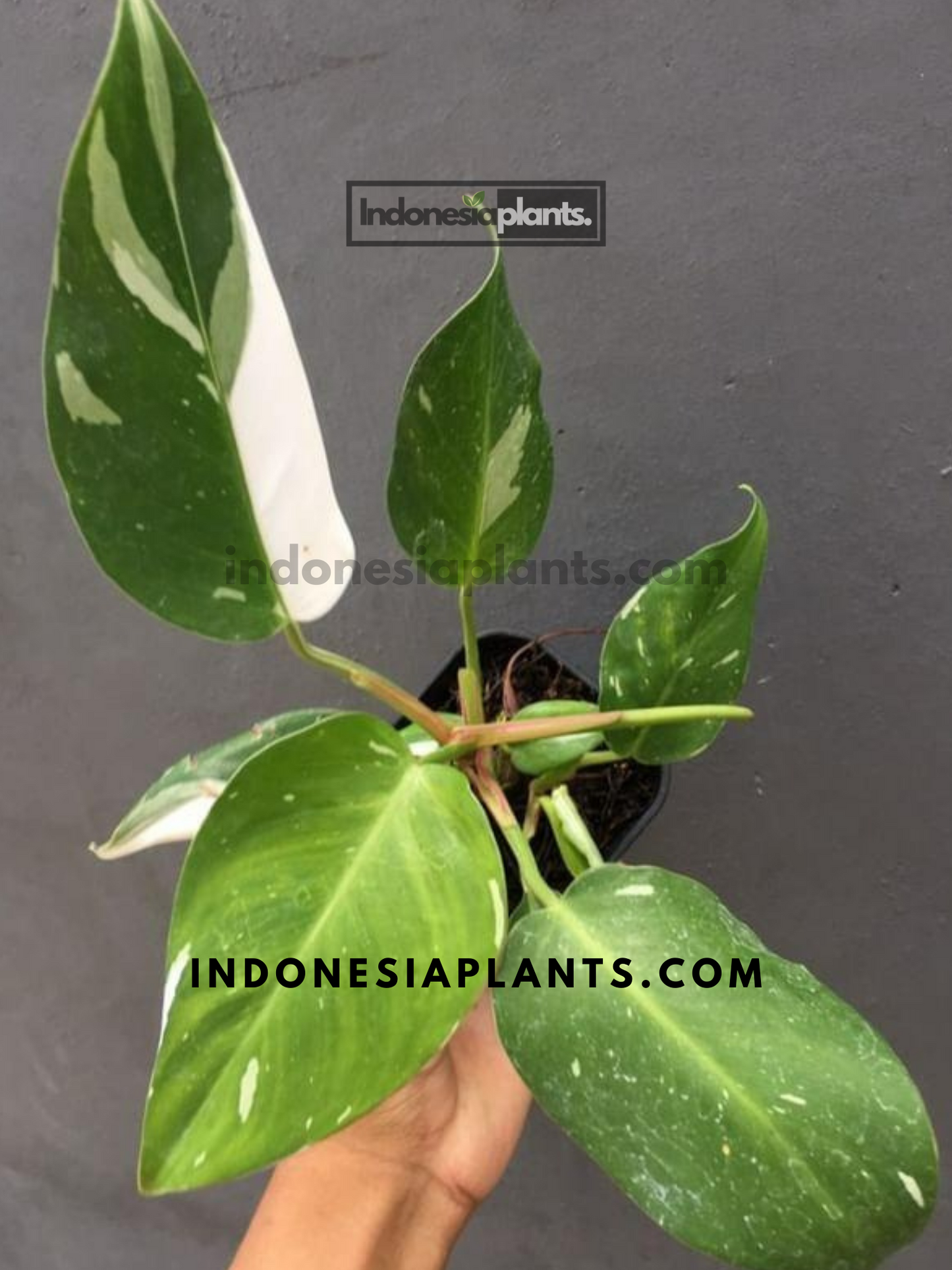 Philodendron White Princess