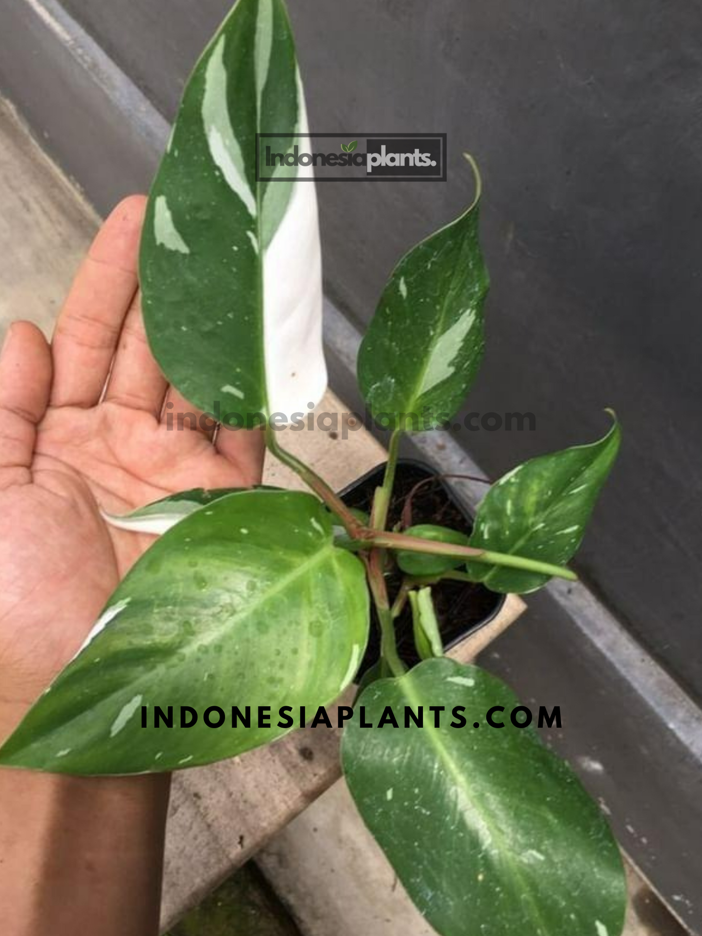 Philodendron White Princess