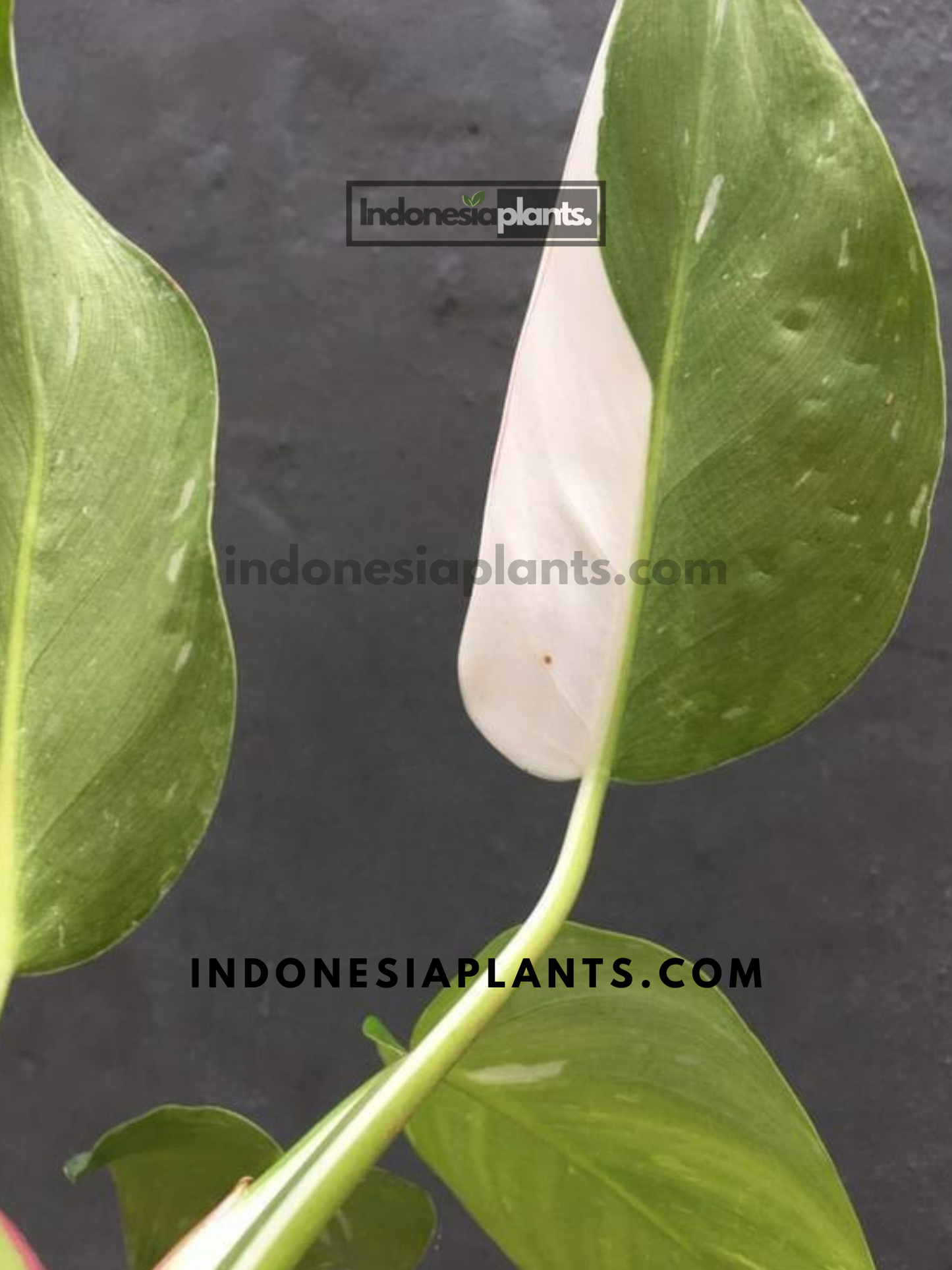 Philodendron White Princess
