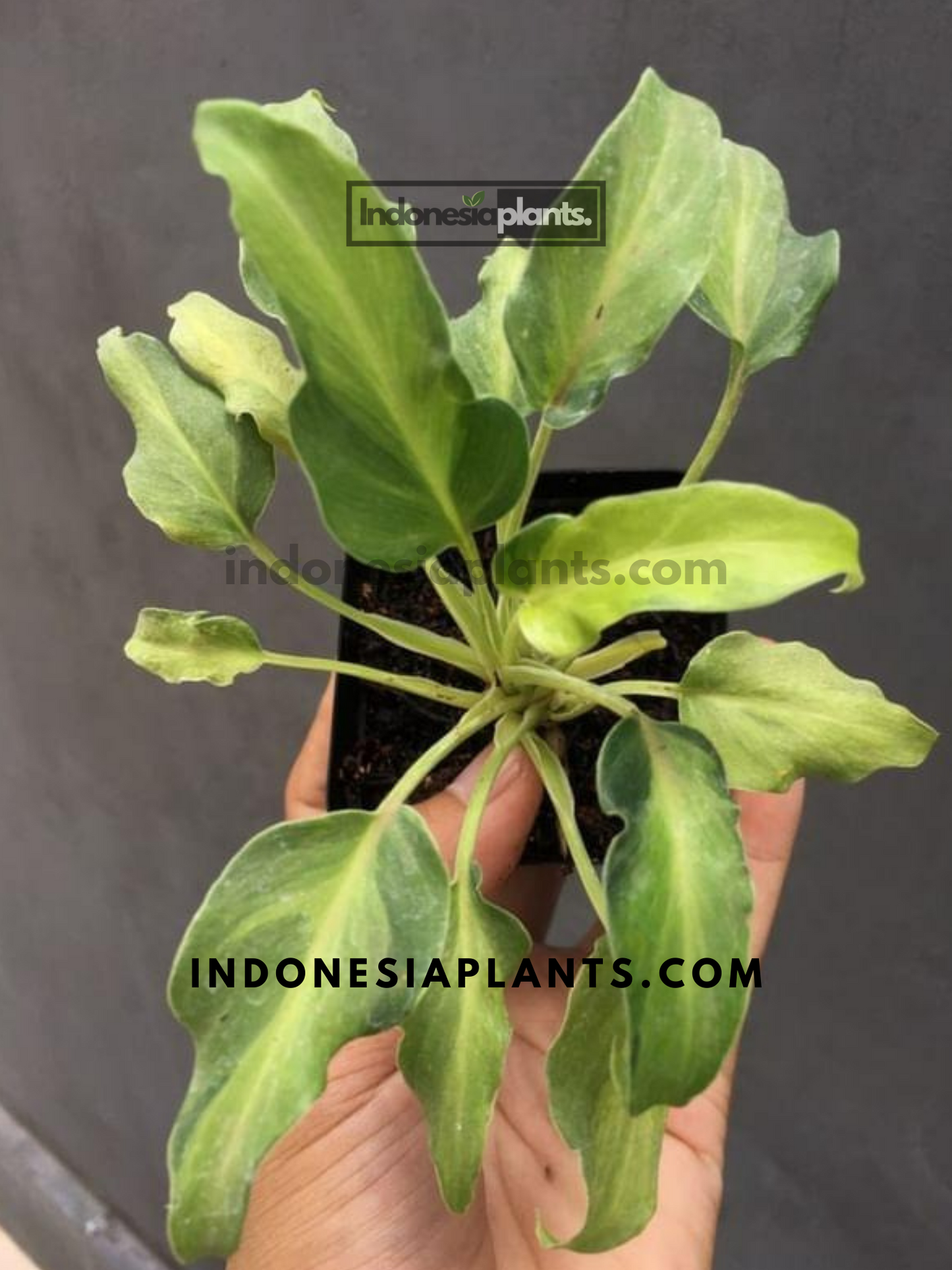 Philodendron Xanadu Variegated