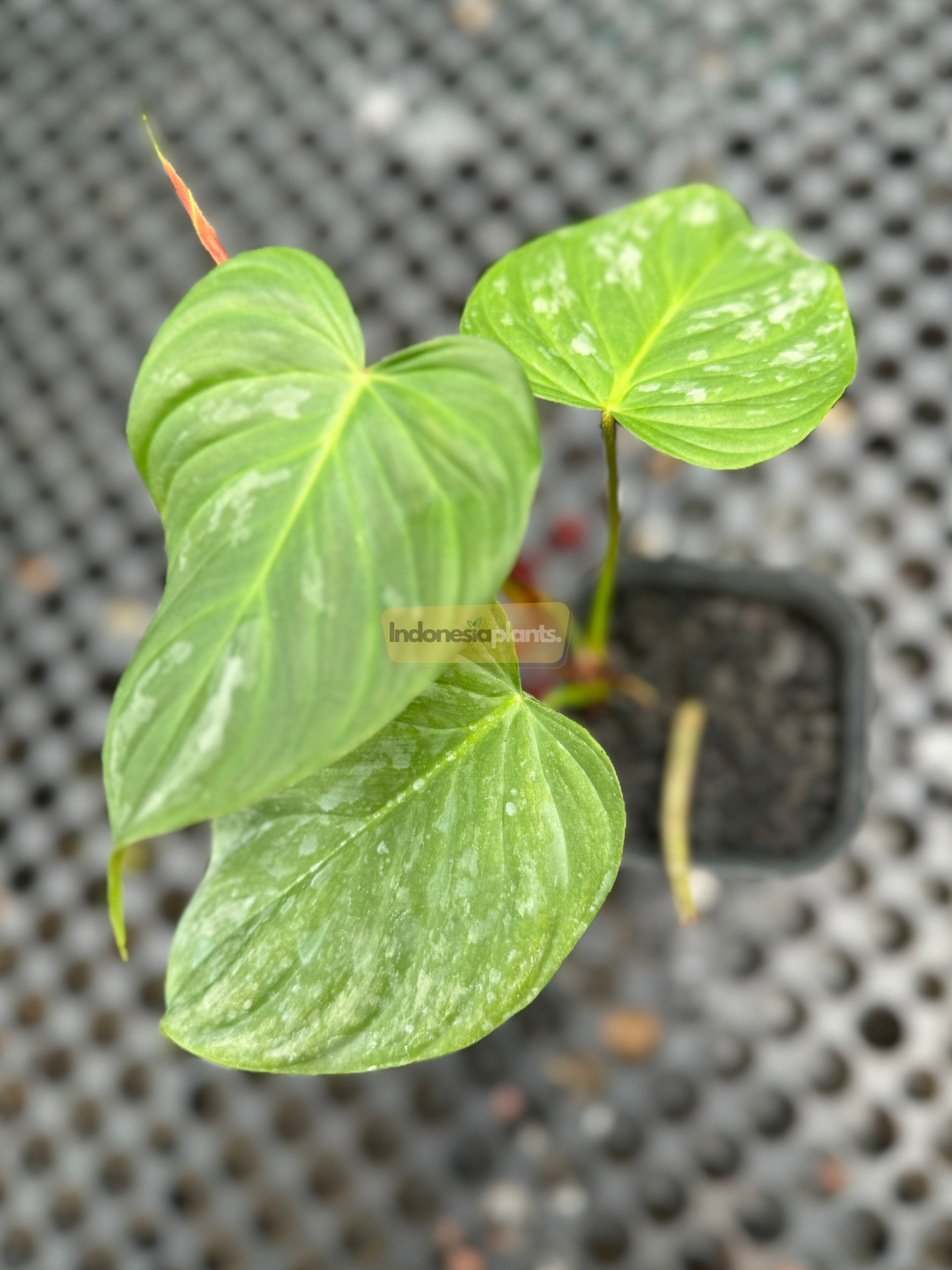 Top-down view of a young Philodendron Majestic Small in a black pot showing silver-flecked heart-shaped leaves.