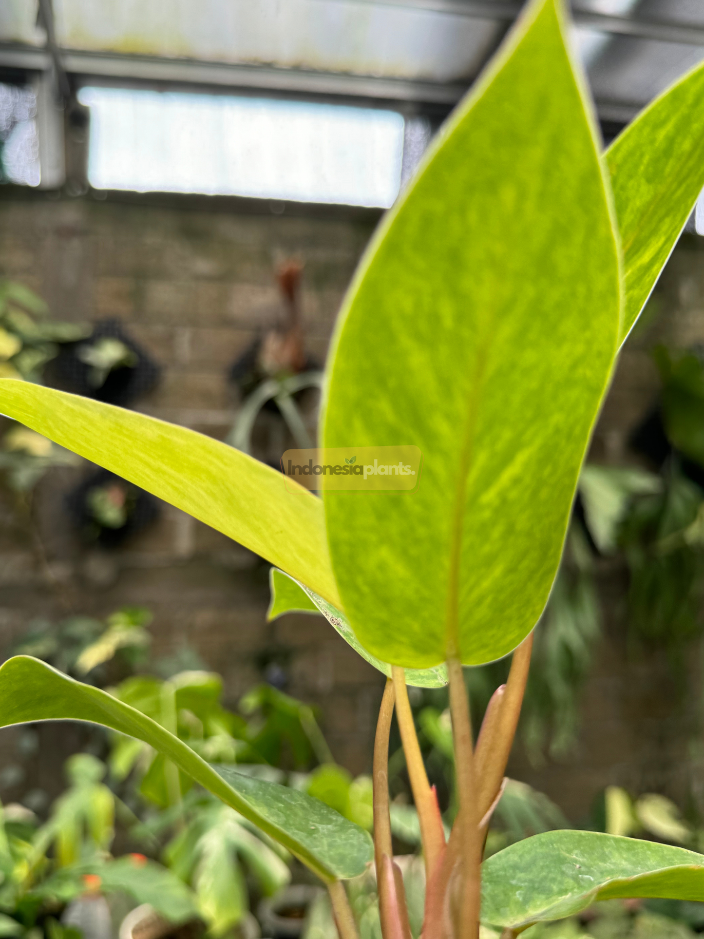 Hand gently holding a leaf of Philodendron Painted Lady Small, highlighting its size, vibrant color, and healthy foliage pattern.