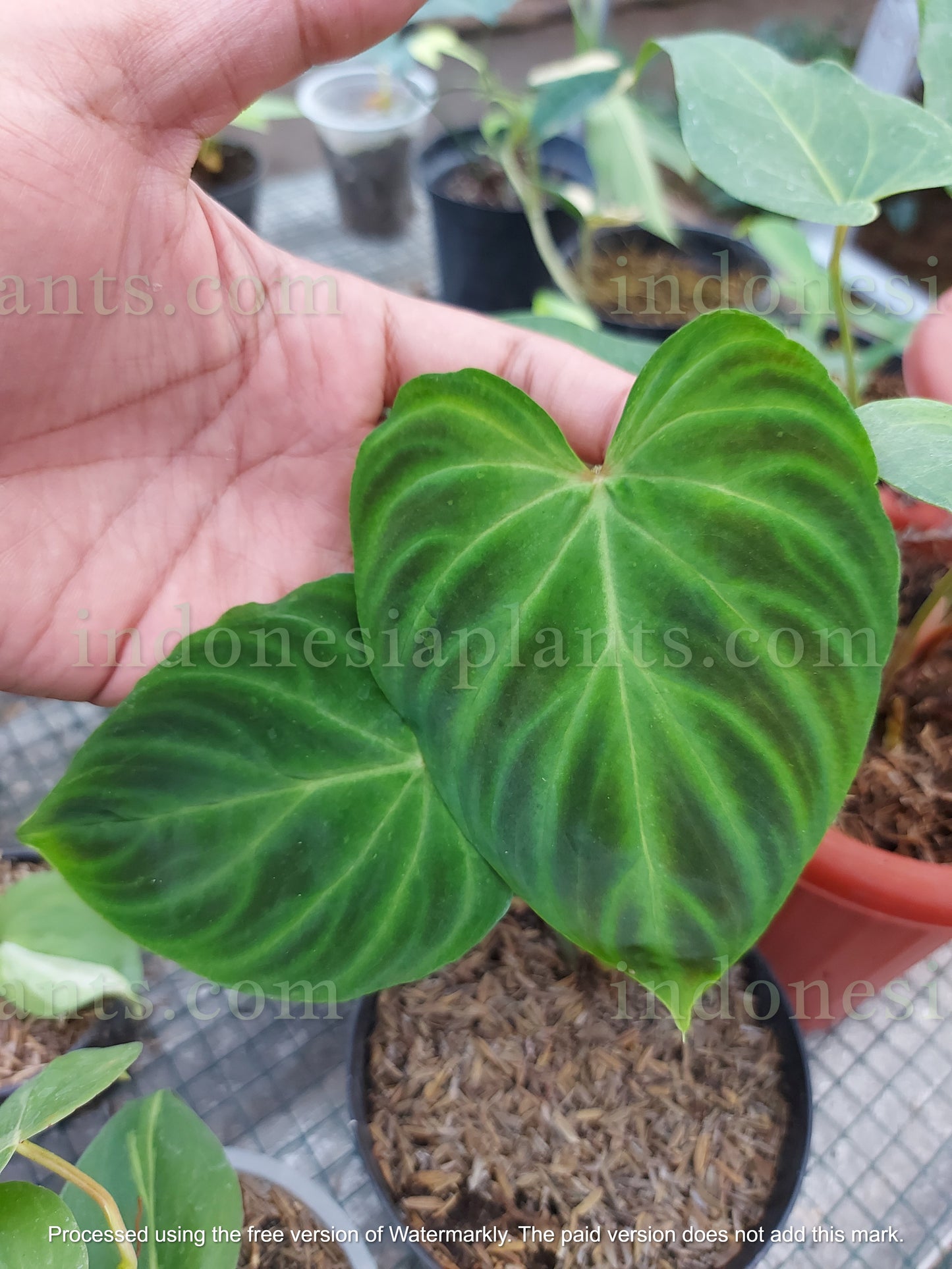 Philodendron Verrucosum