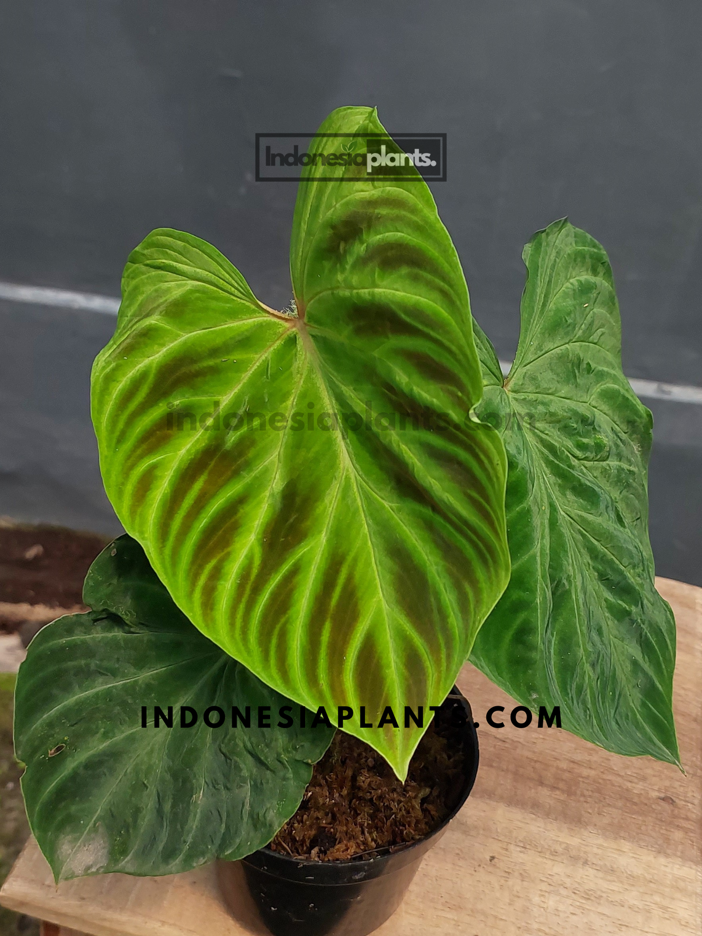 A full view of Philodendron Verrucosum Small in a pot, showcasing its vibrant green, velvety heart-shaped leaves.